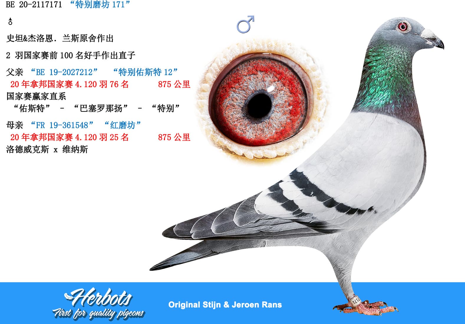 pigeon: undefined