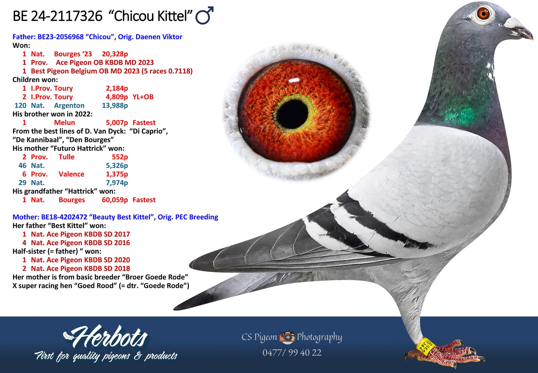 ‘Chicou Kittel’