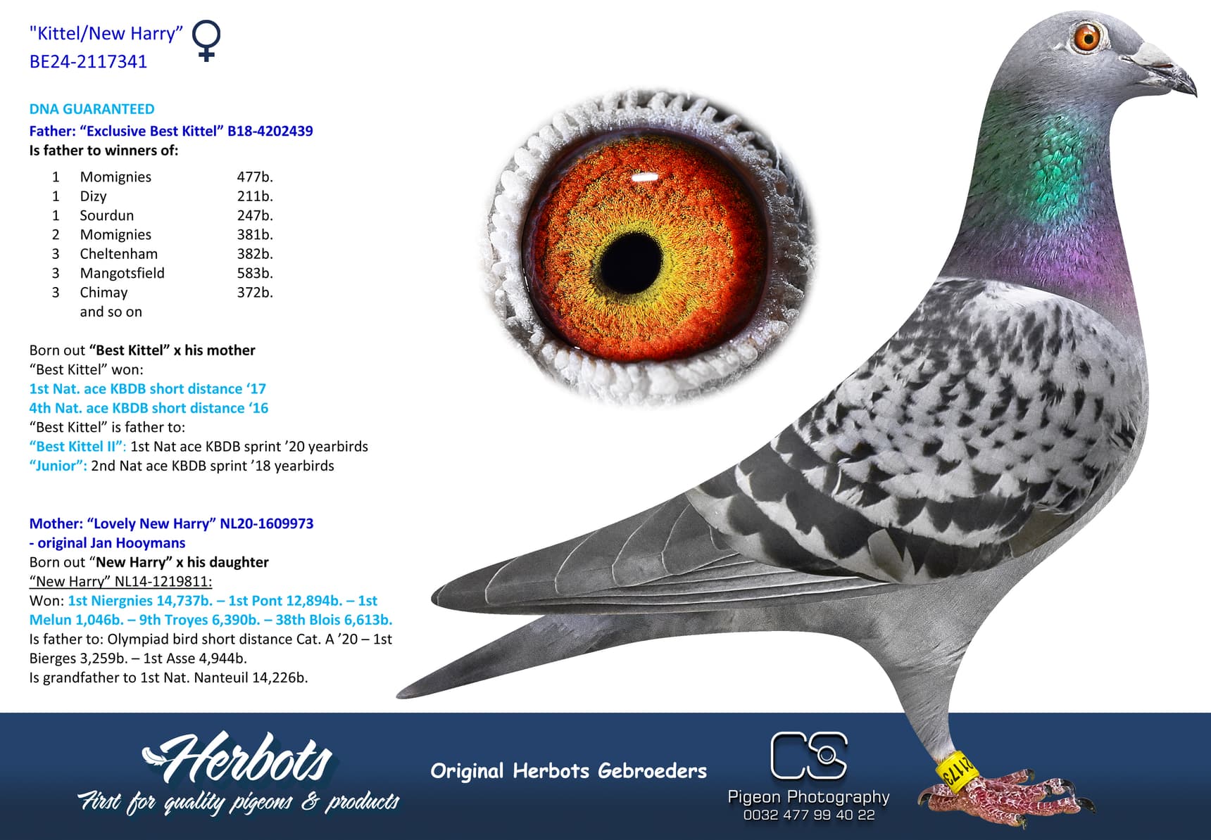 pigeon: undefined