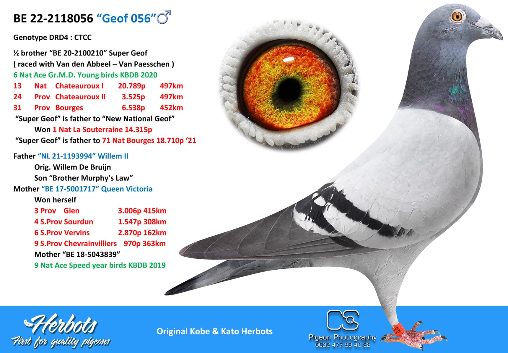 pigeon: undefined