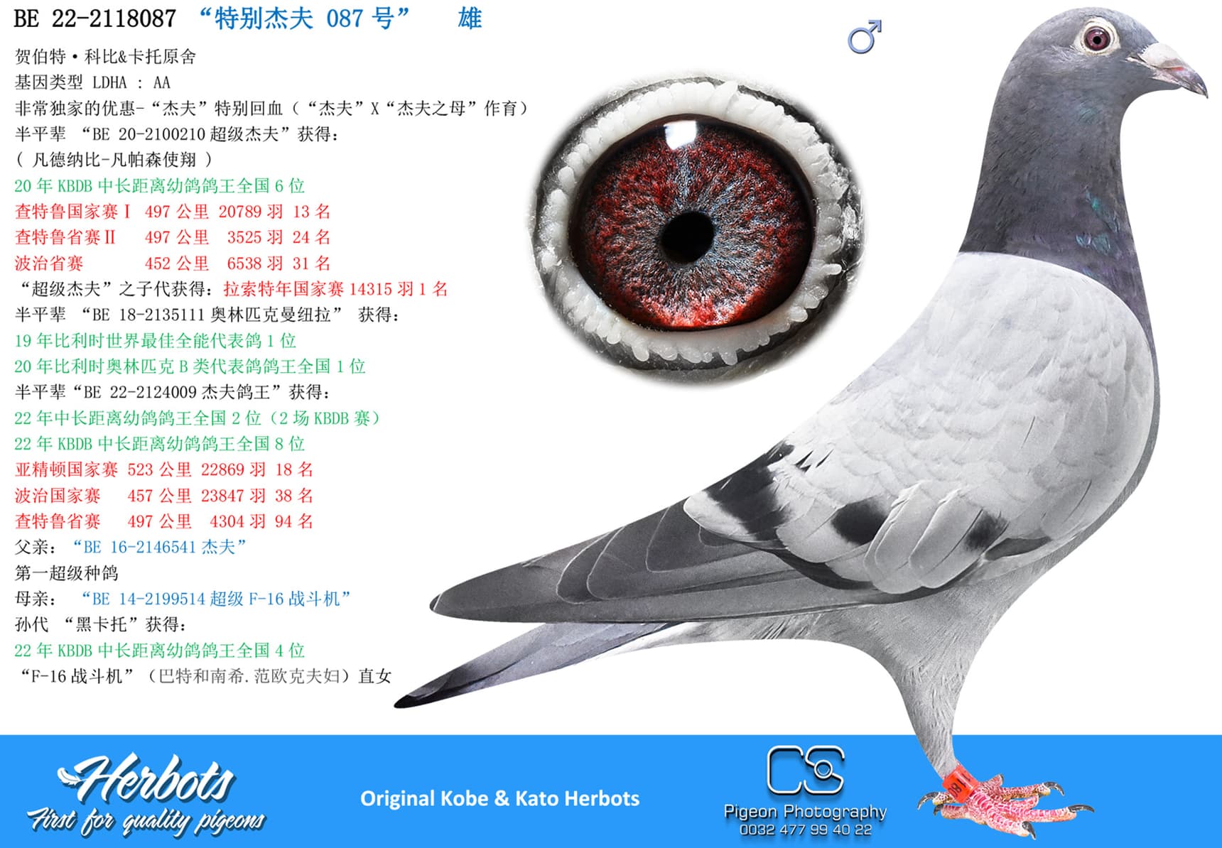 pigeon: undefined