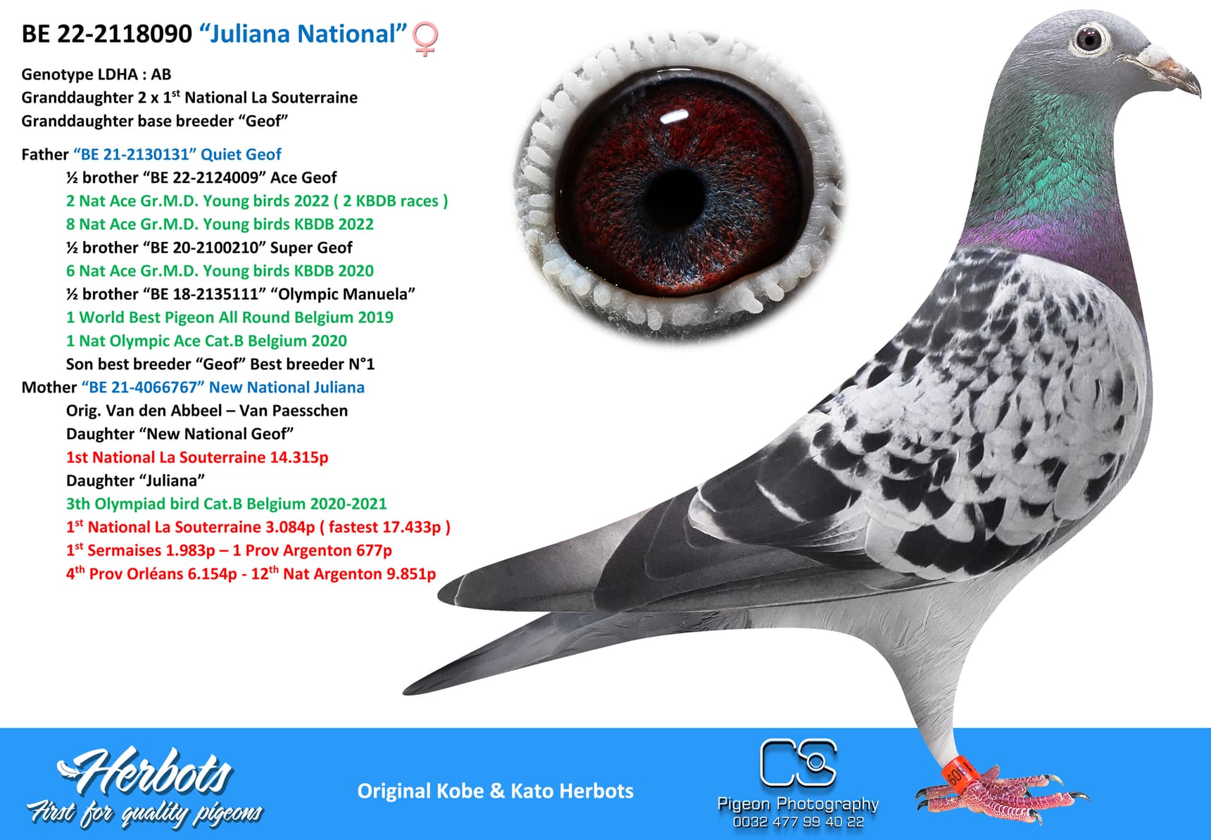 pigeon: undefined