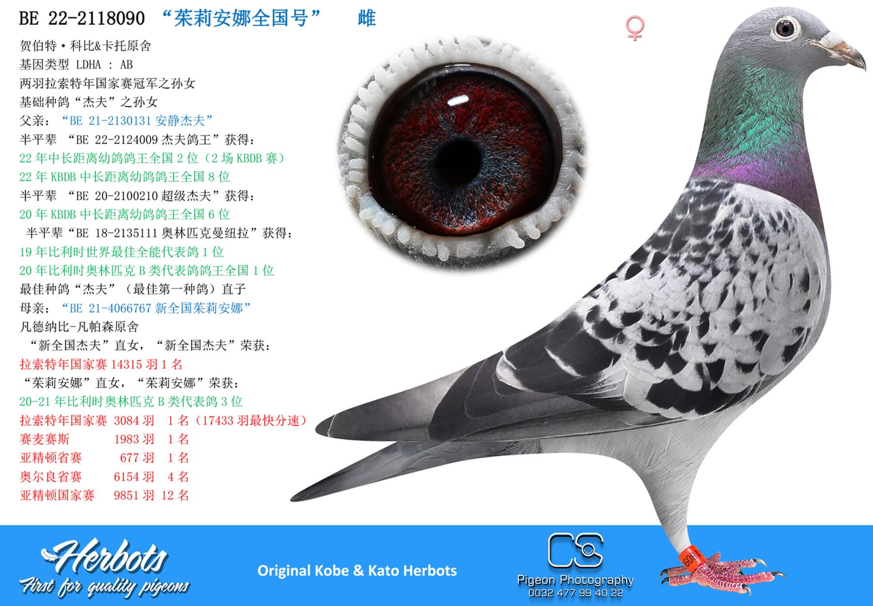 pigeon: undefined