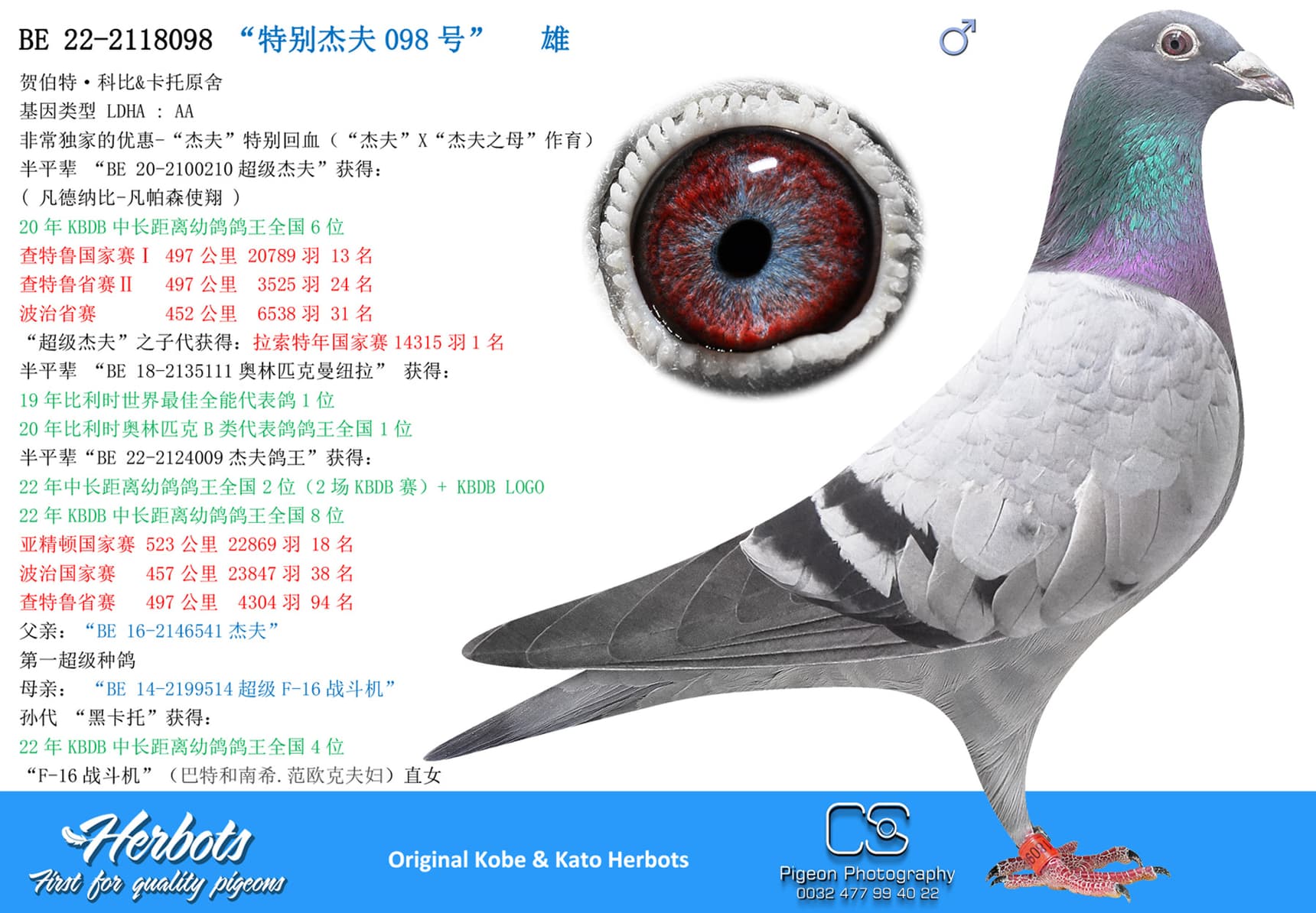 pigeon: undefined