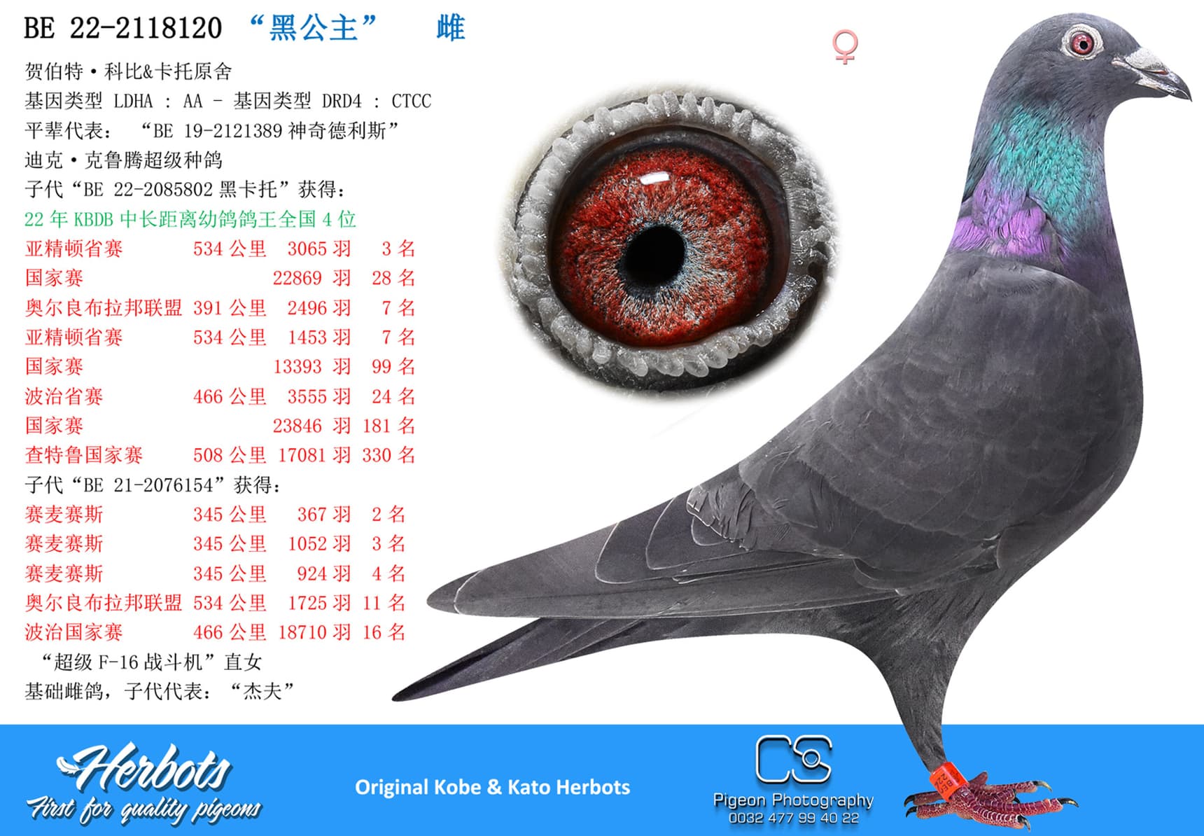 pigeon: undefined