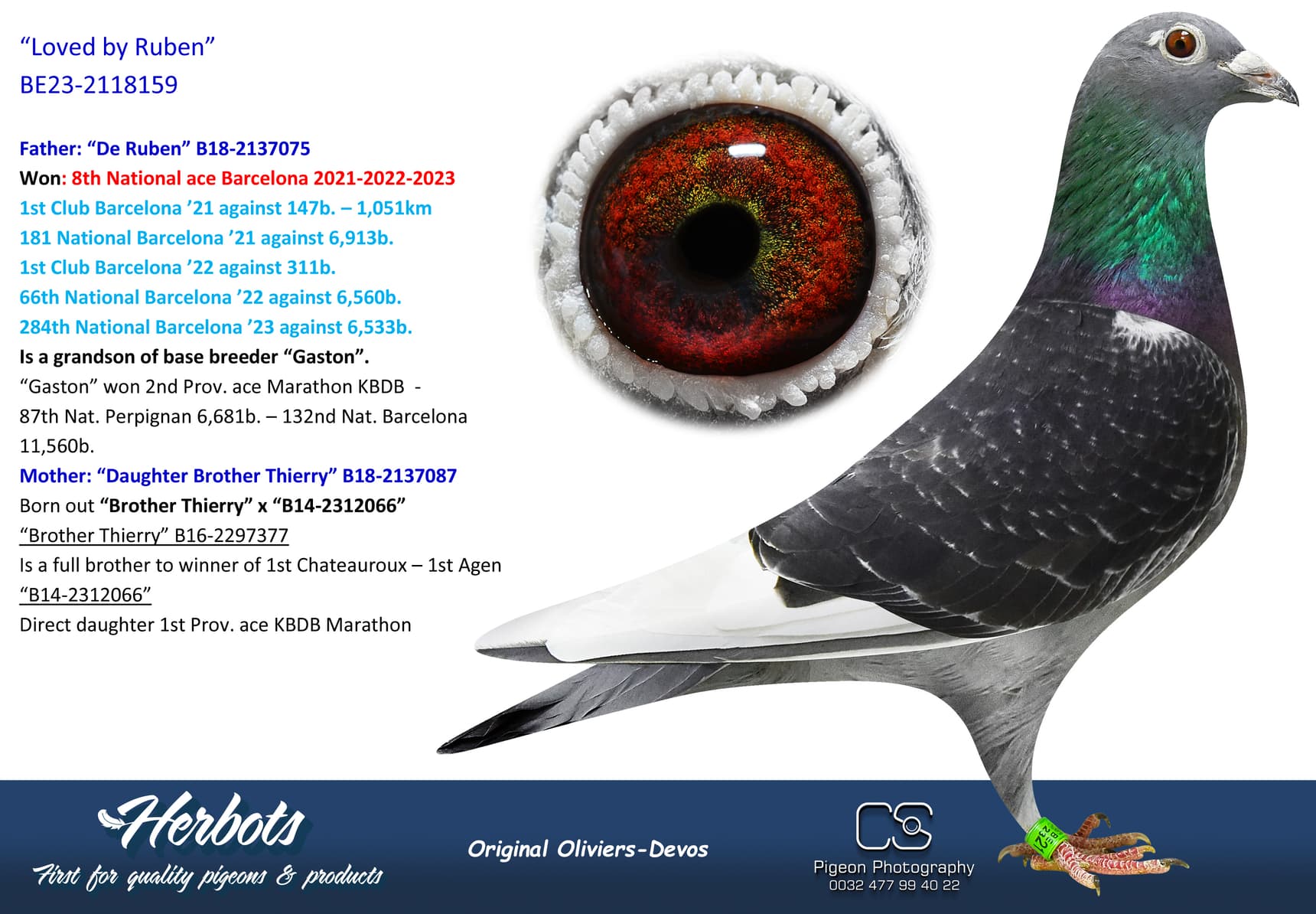 pigeon: undefined