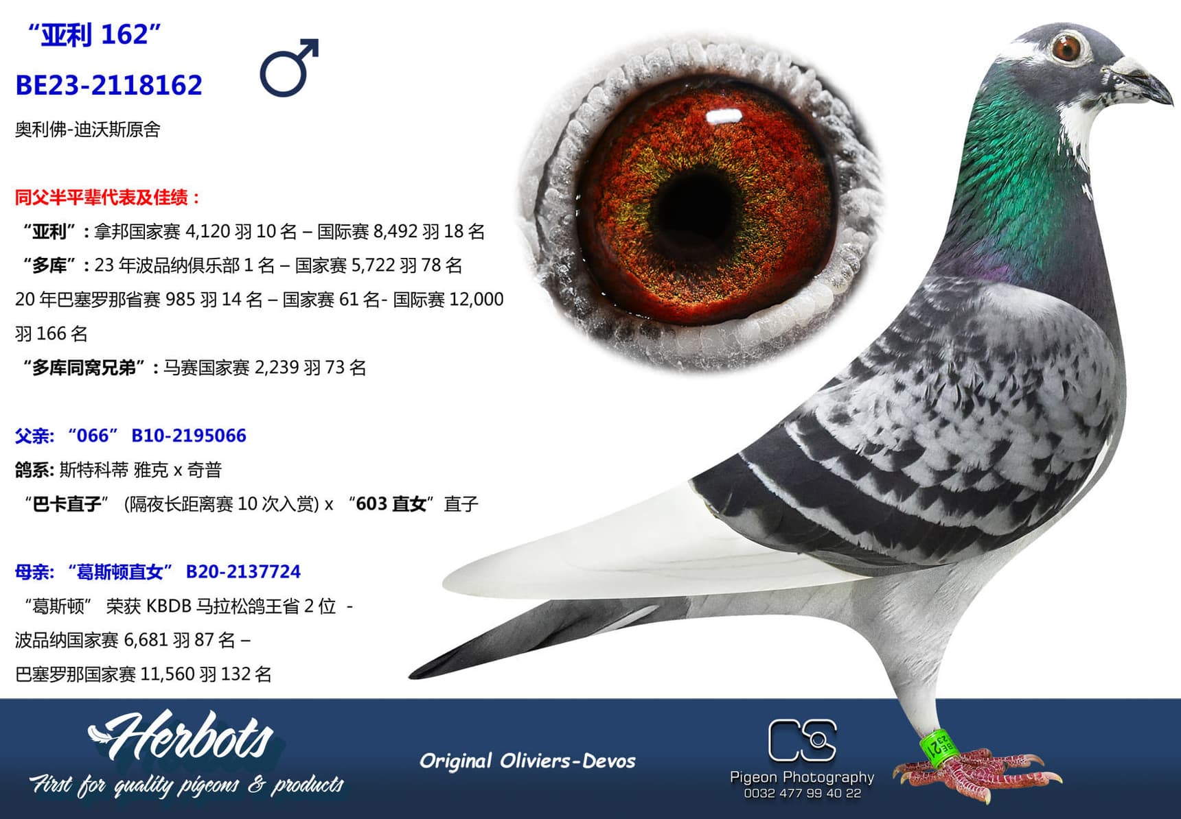 pigeon: undefined