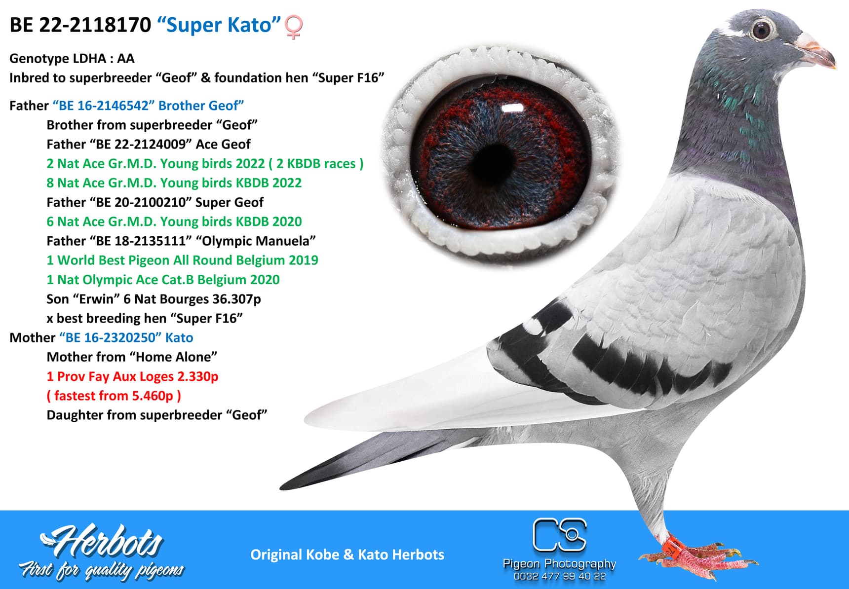 pigeon: undefined