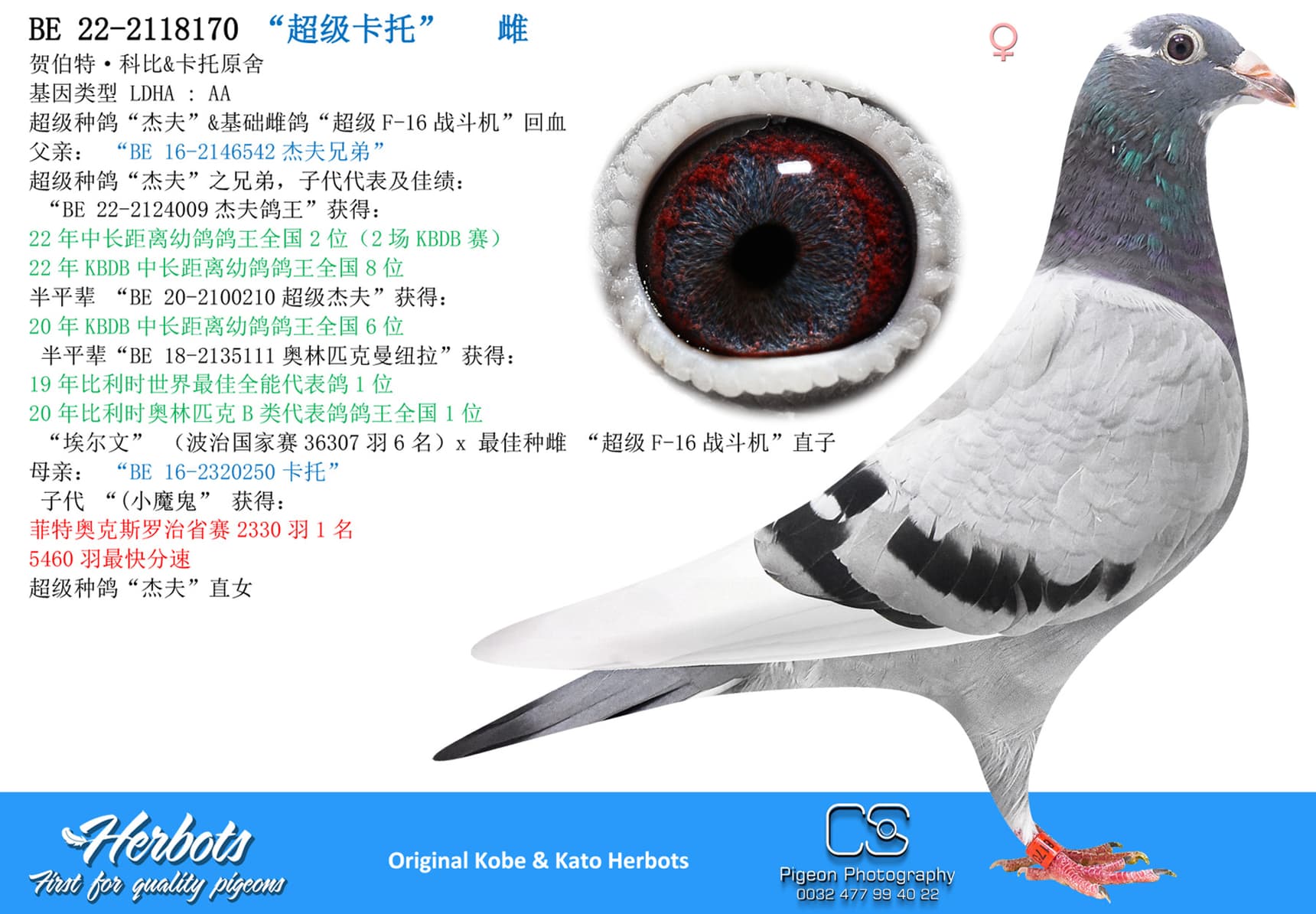 pigeon: undefined