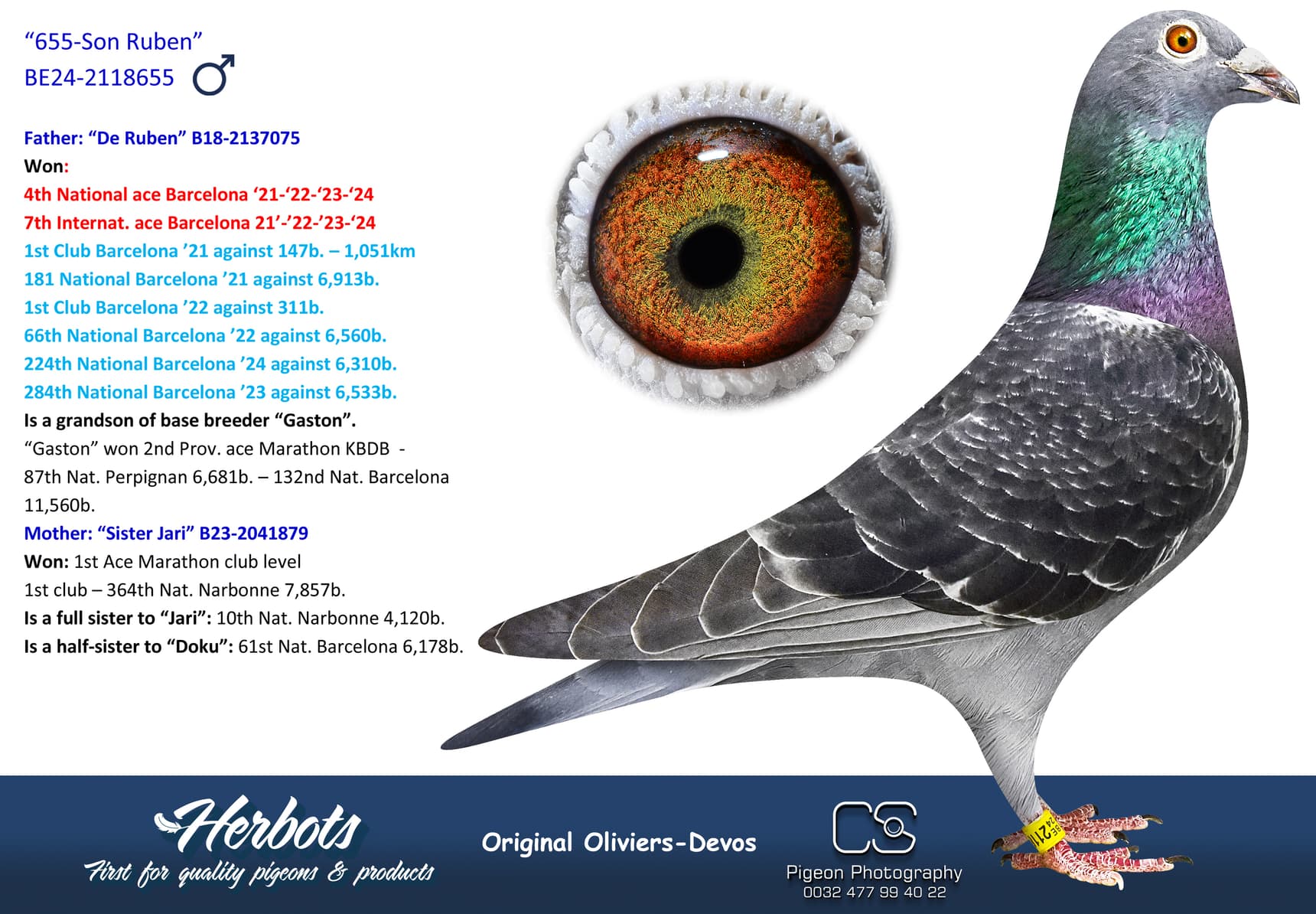pigeon: undefined