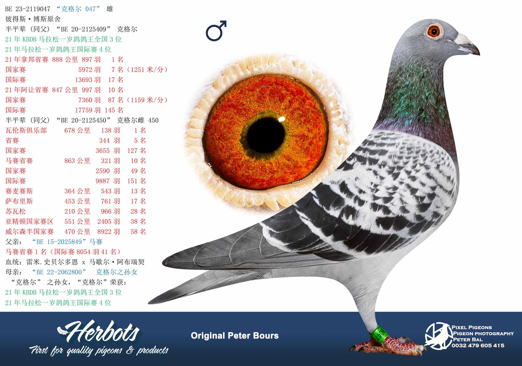 pigeon: undefined