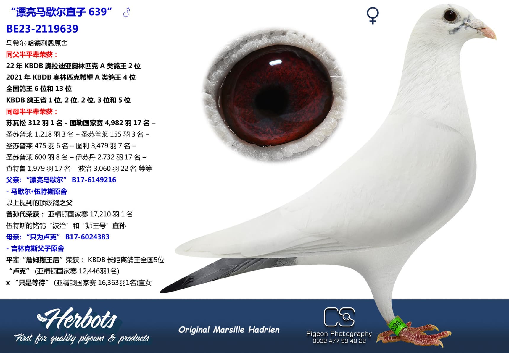 pigeon: undefined