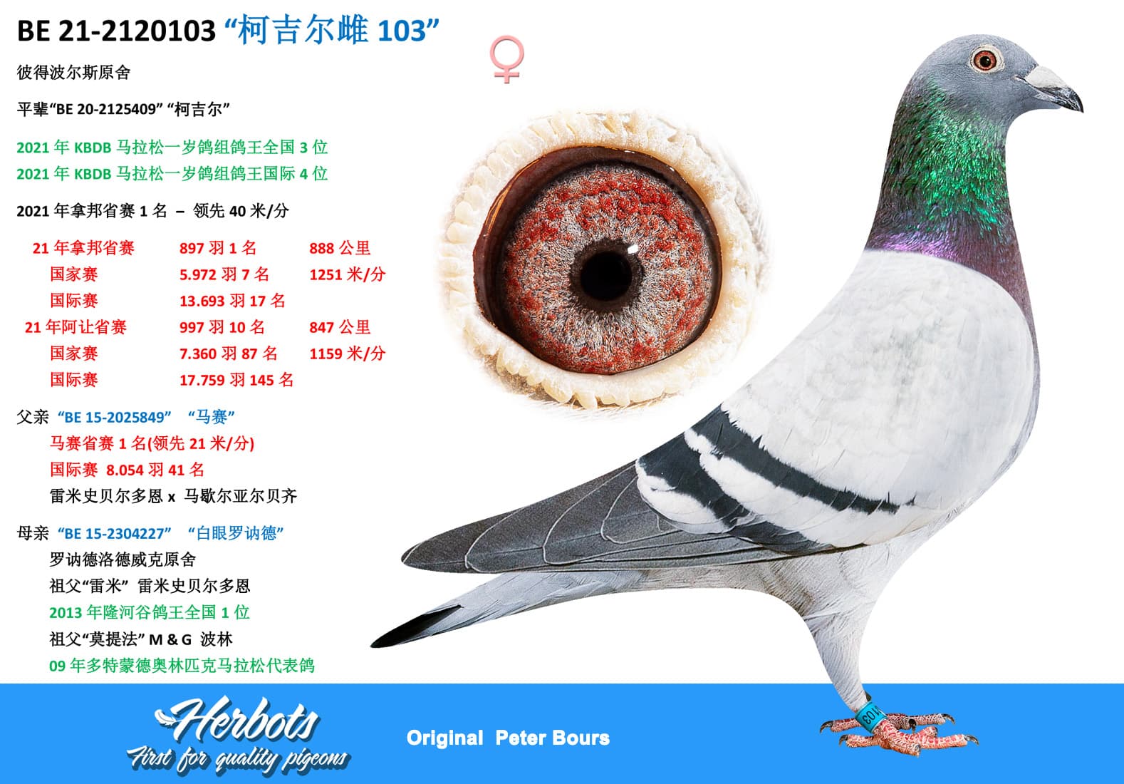 pigeon: undefined