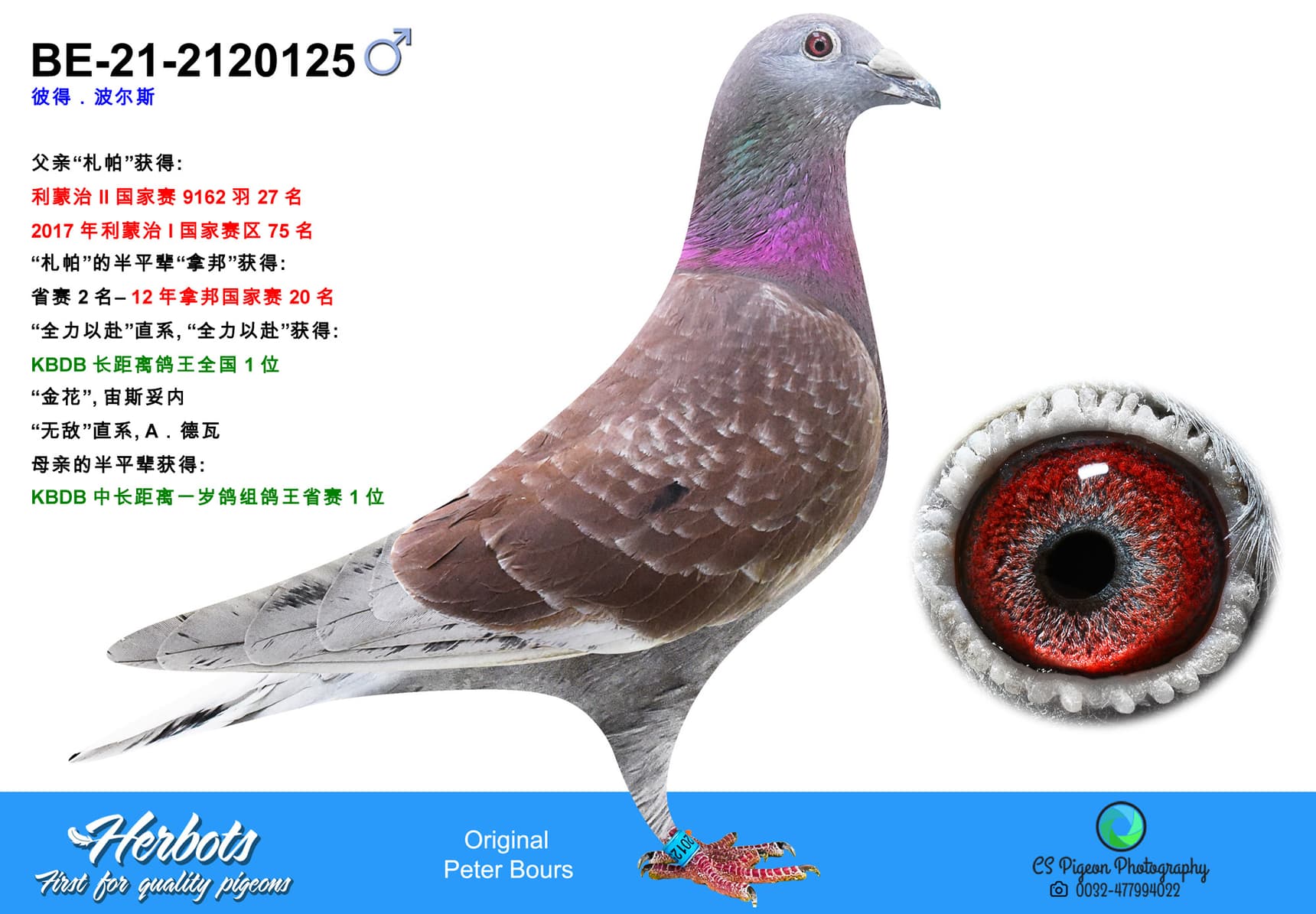 pigeon: undefined