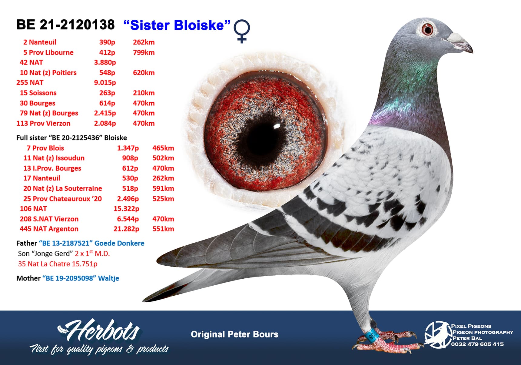 pigeon: undefined
