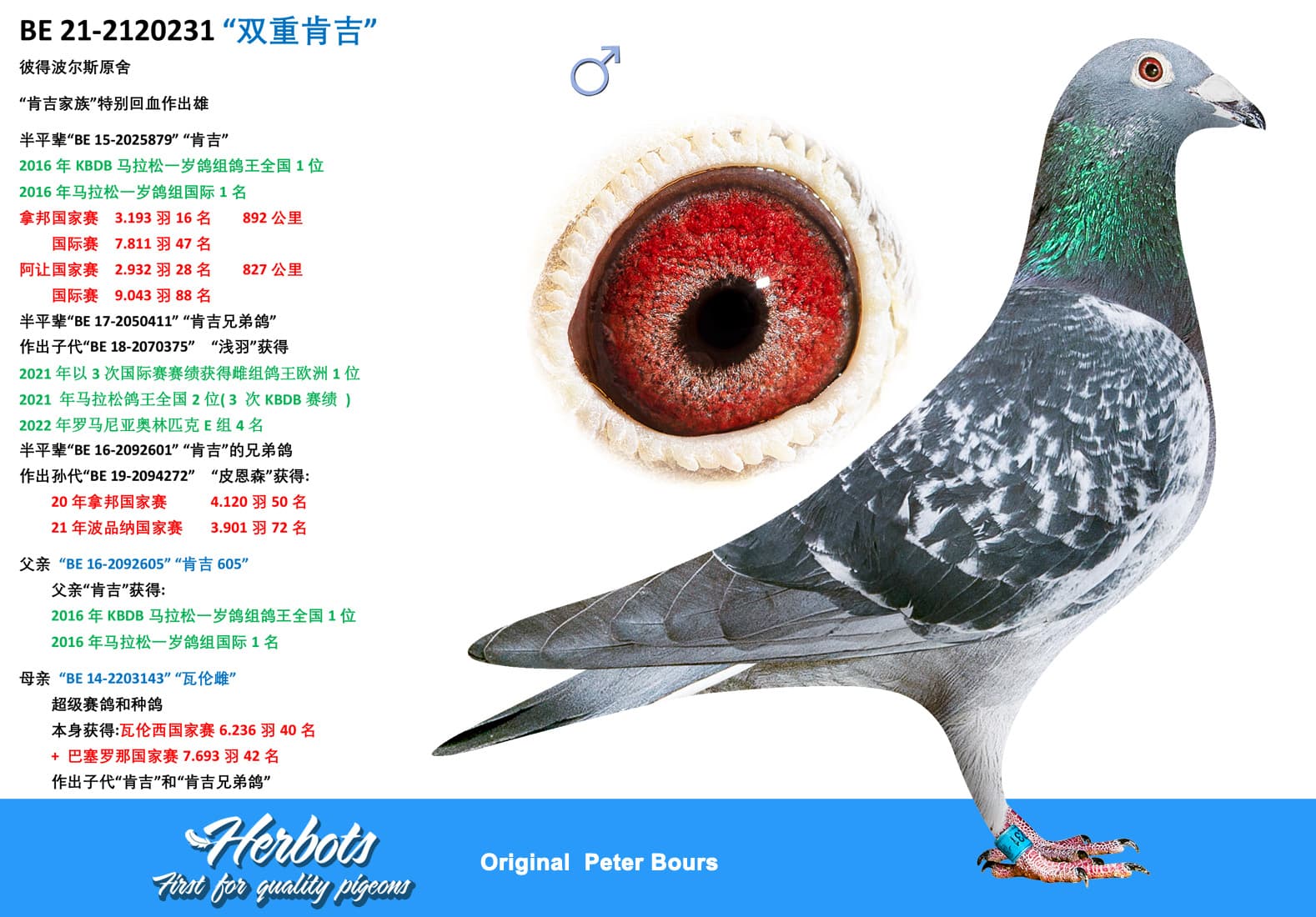 pigeon: undefined