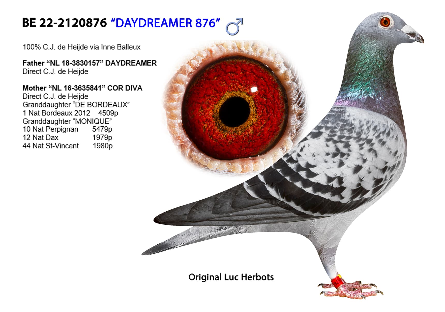 ‘Daydreamer 876’