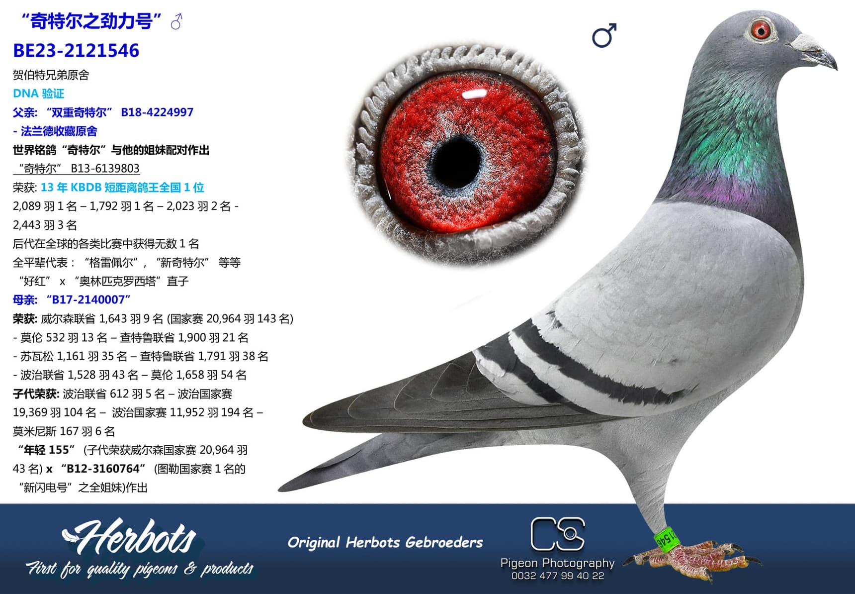 pigeon: undefined