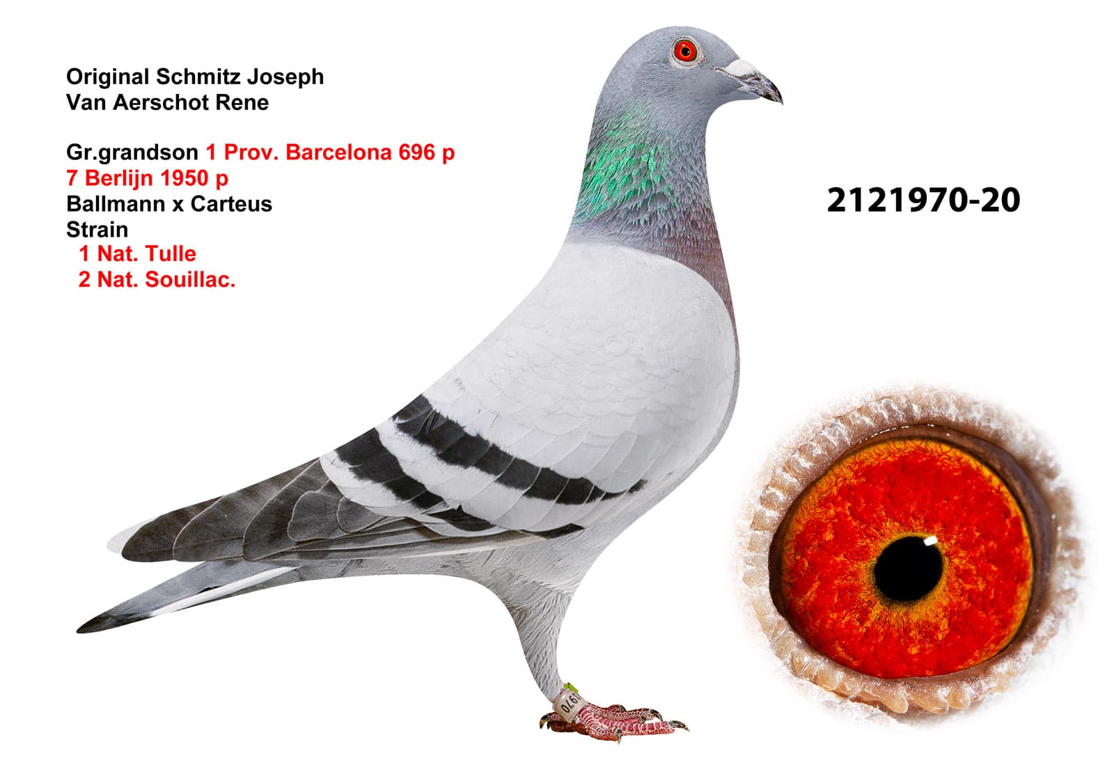 pigeon: undefined