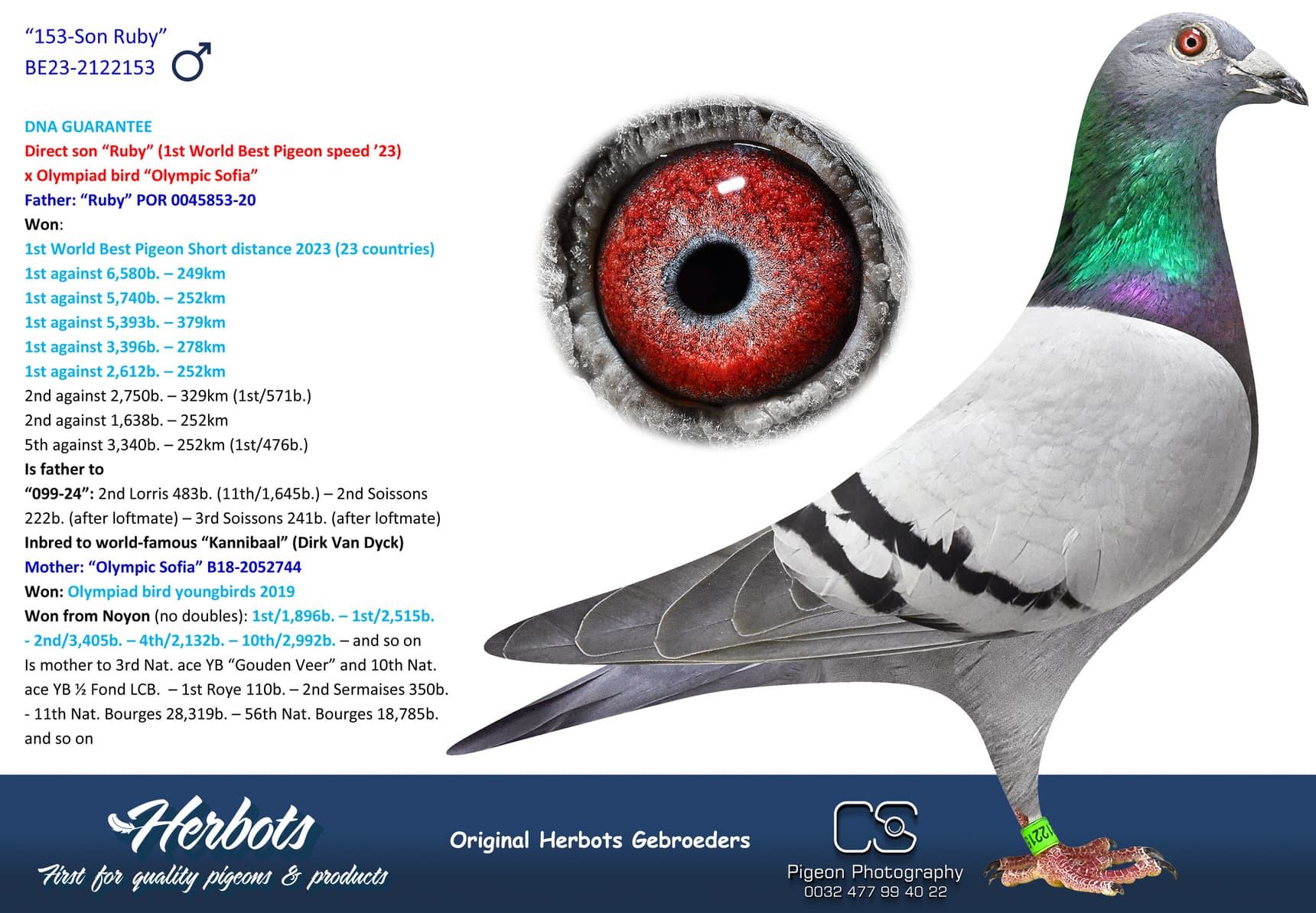 pigeon: undefined