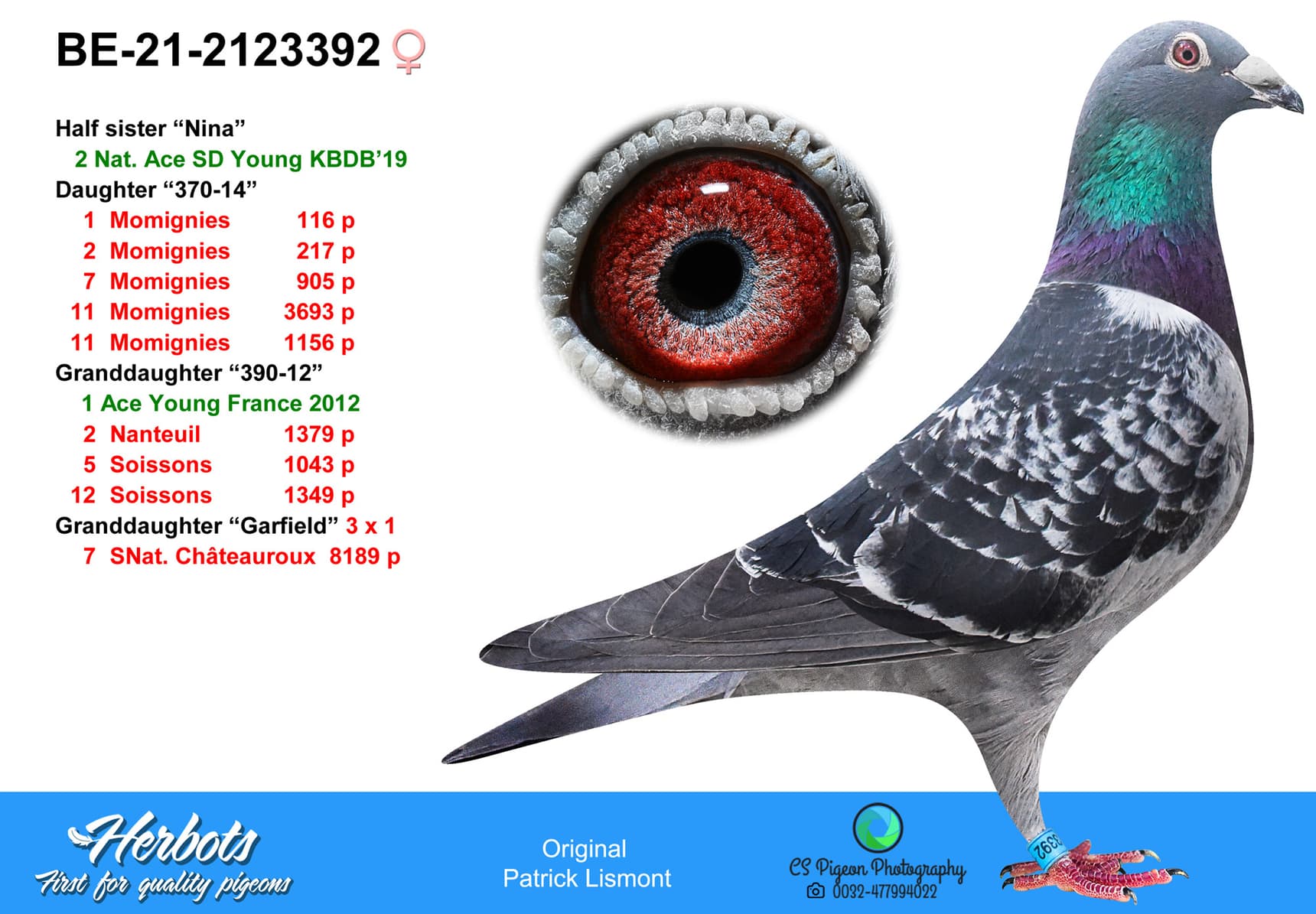 pigeon: undefined