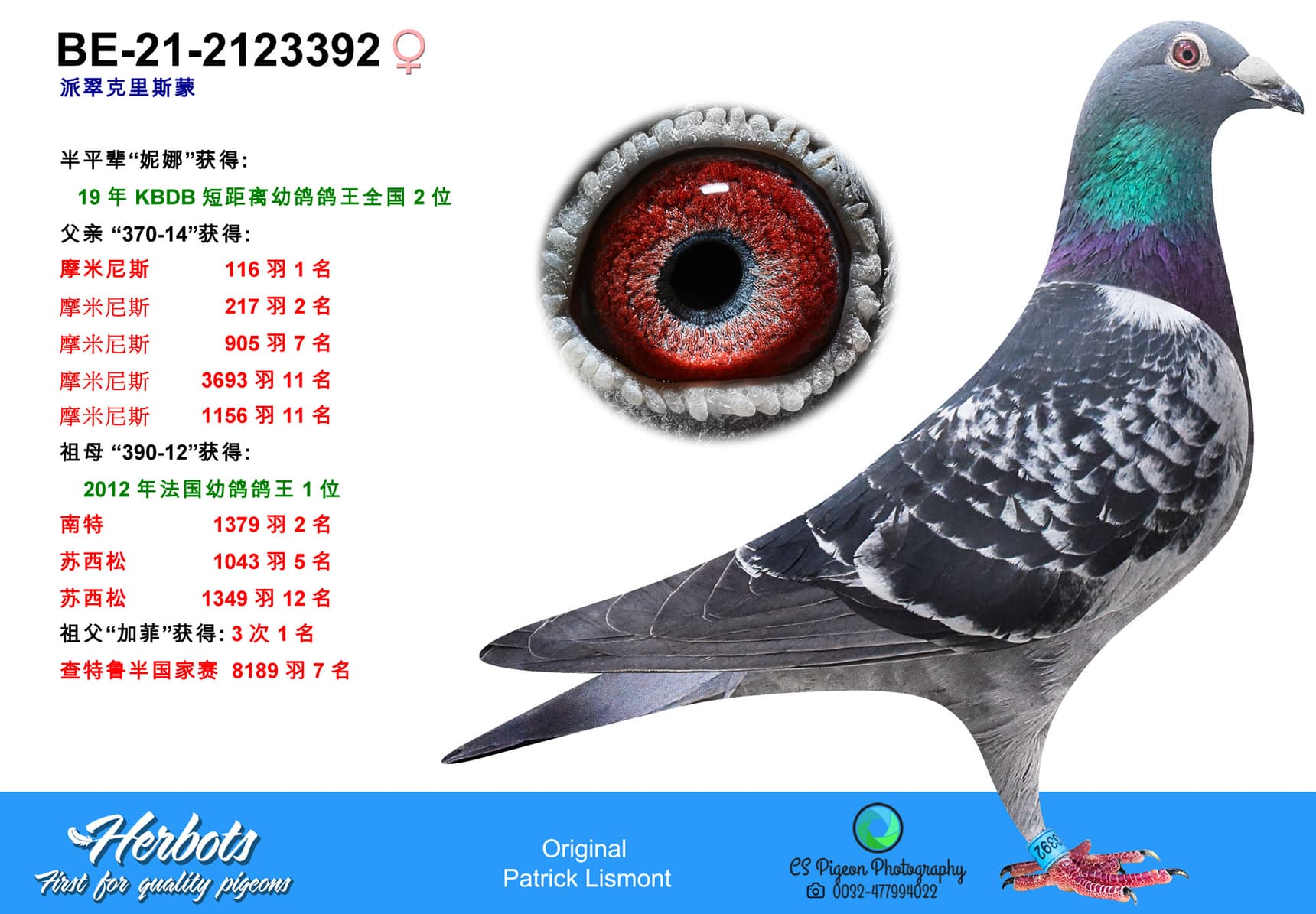 pigeon: undefined