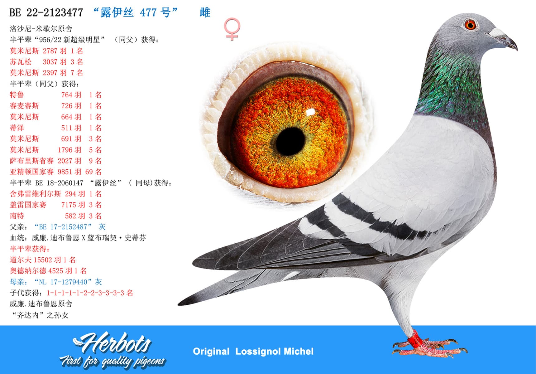 pigeon: undefined