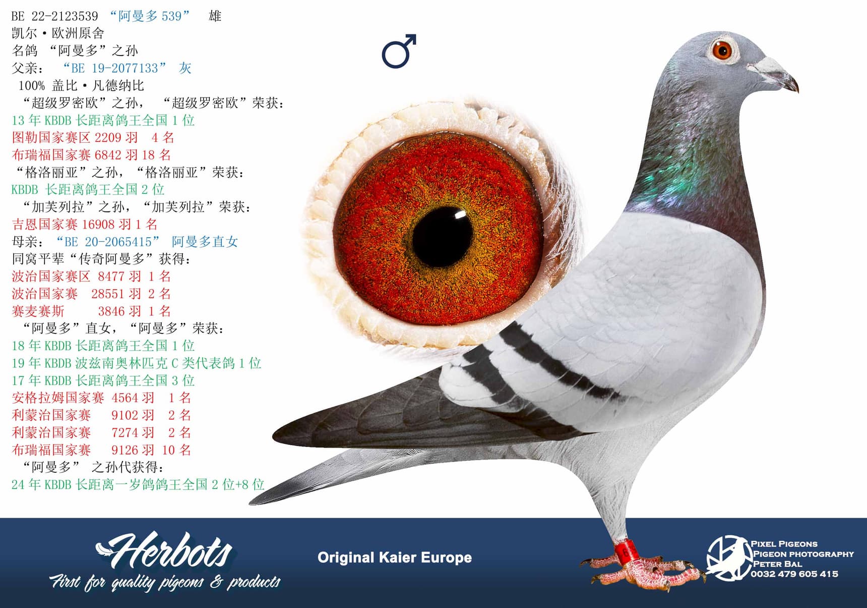 pigeon: undefined