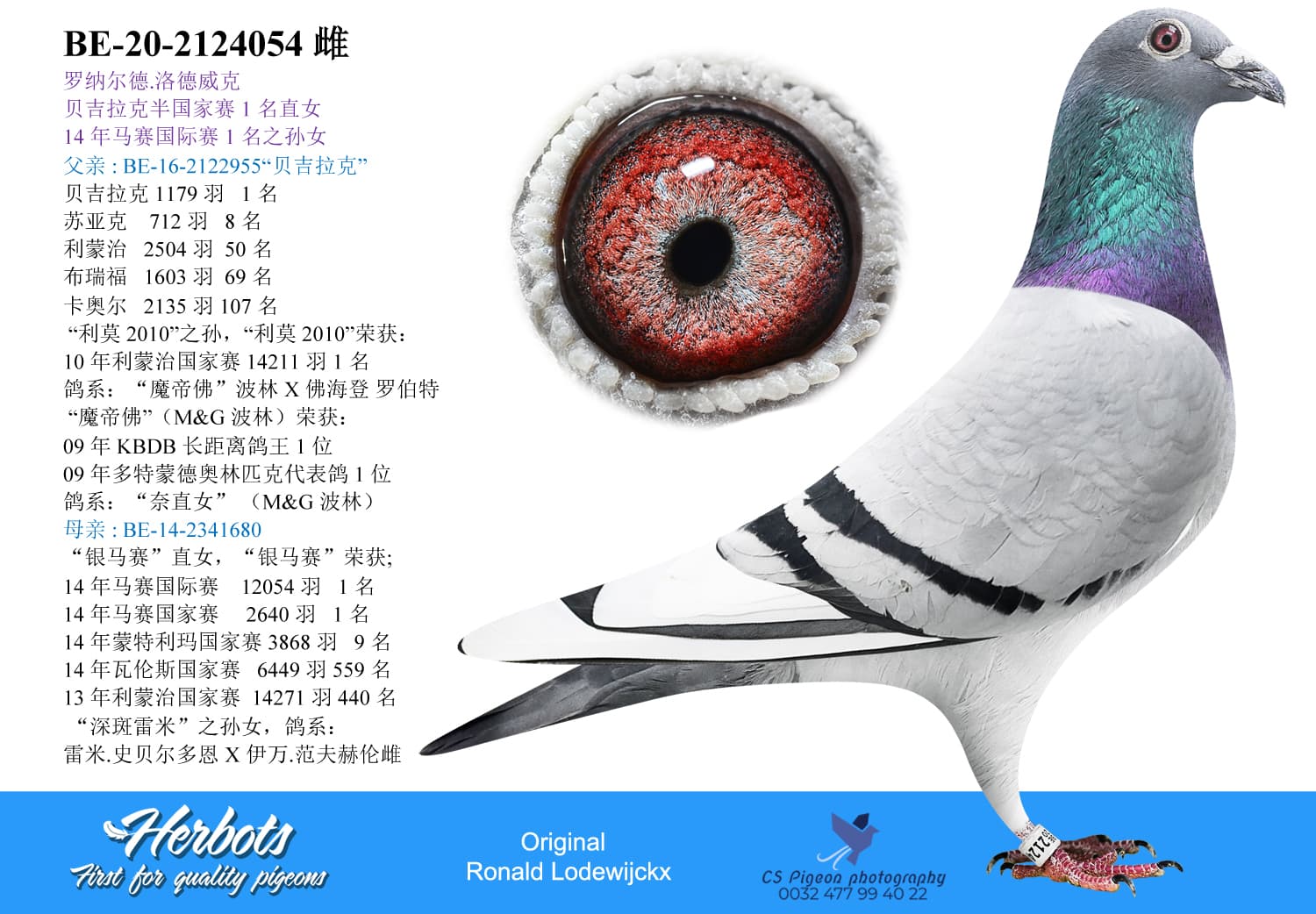 pigeon: undefined