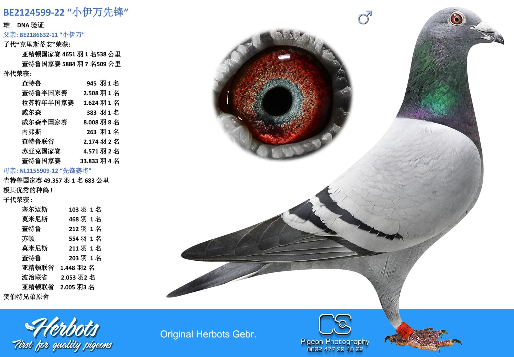 pigeon: undefined
