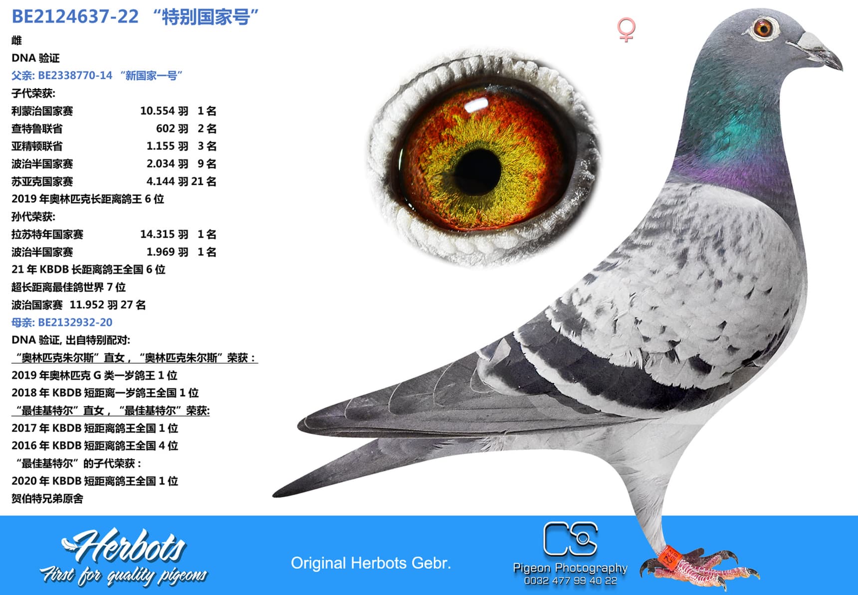 pigeon: undefined