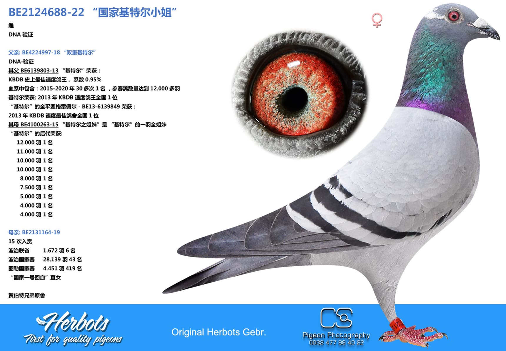 pigeon: undefined