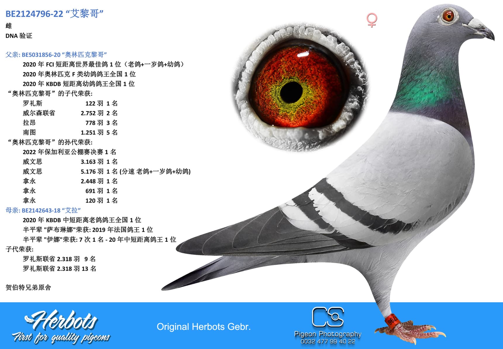pigeon: undefined
