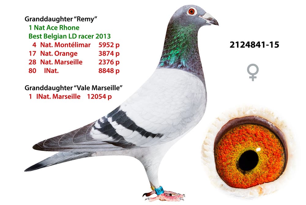 pigeon: undefined