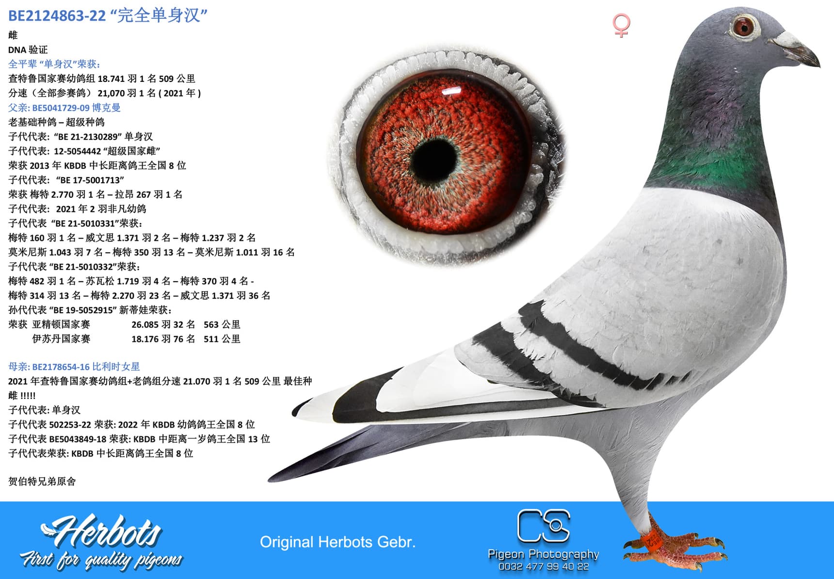 pigeon: undefined