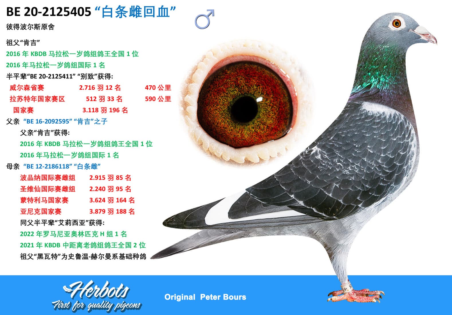 pigeon: undefined