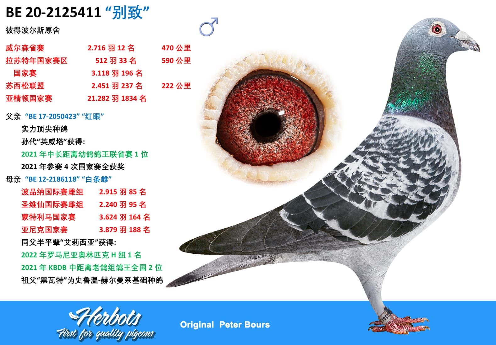 pigeon: undefined