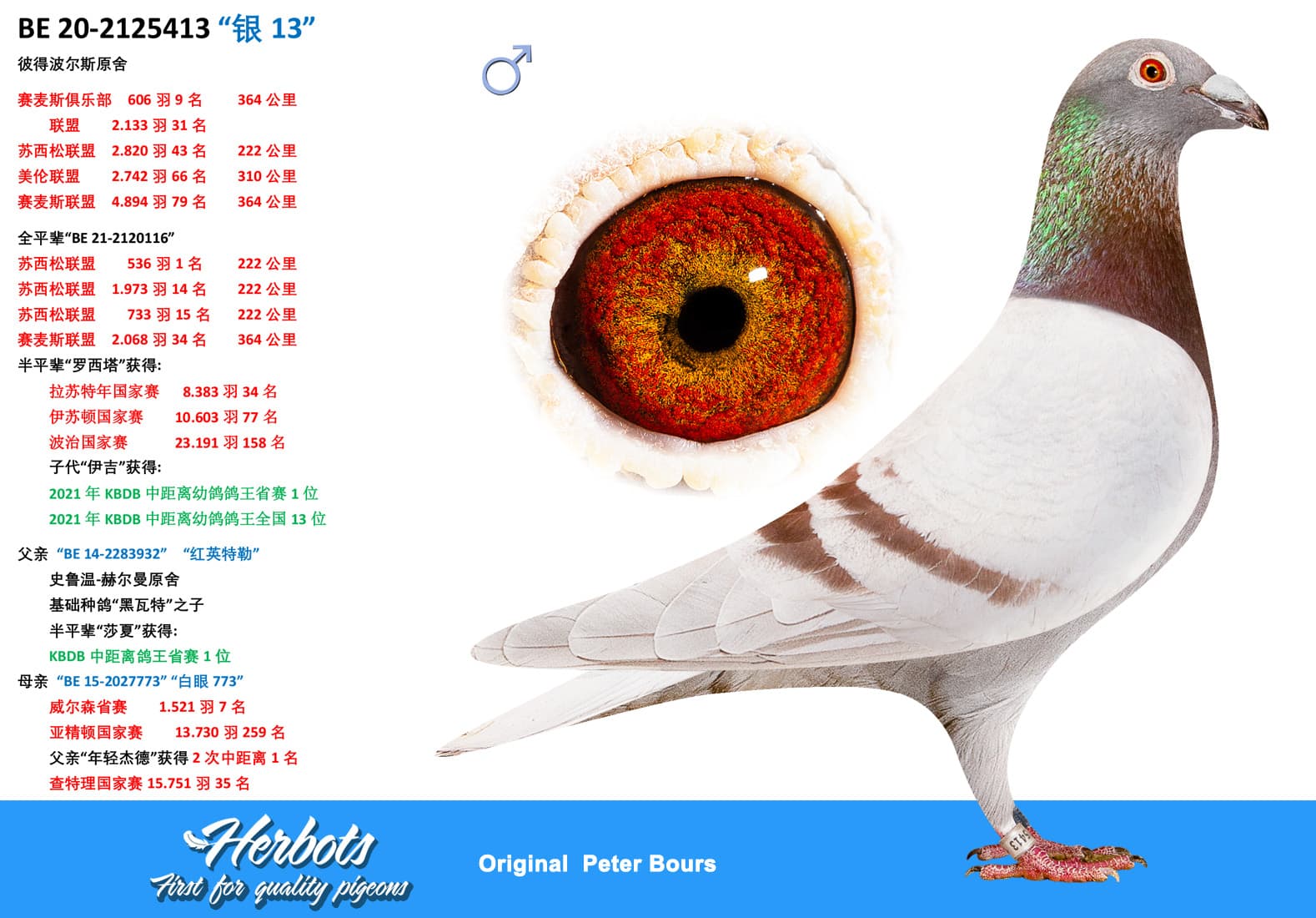 pigeon: undefined