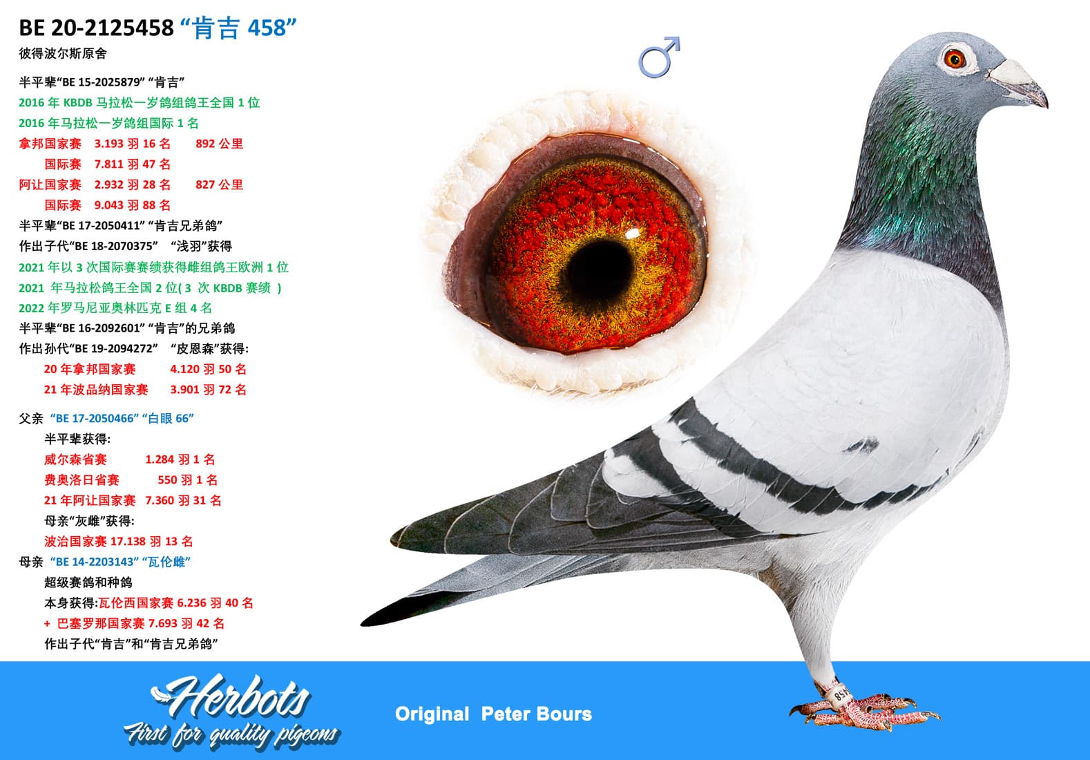 pigeon: undefined