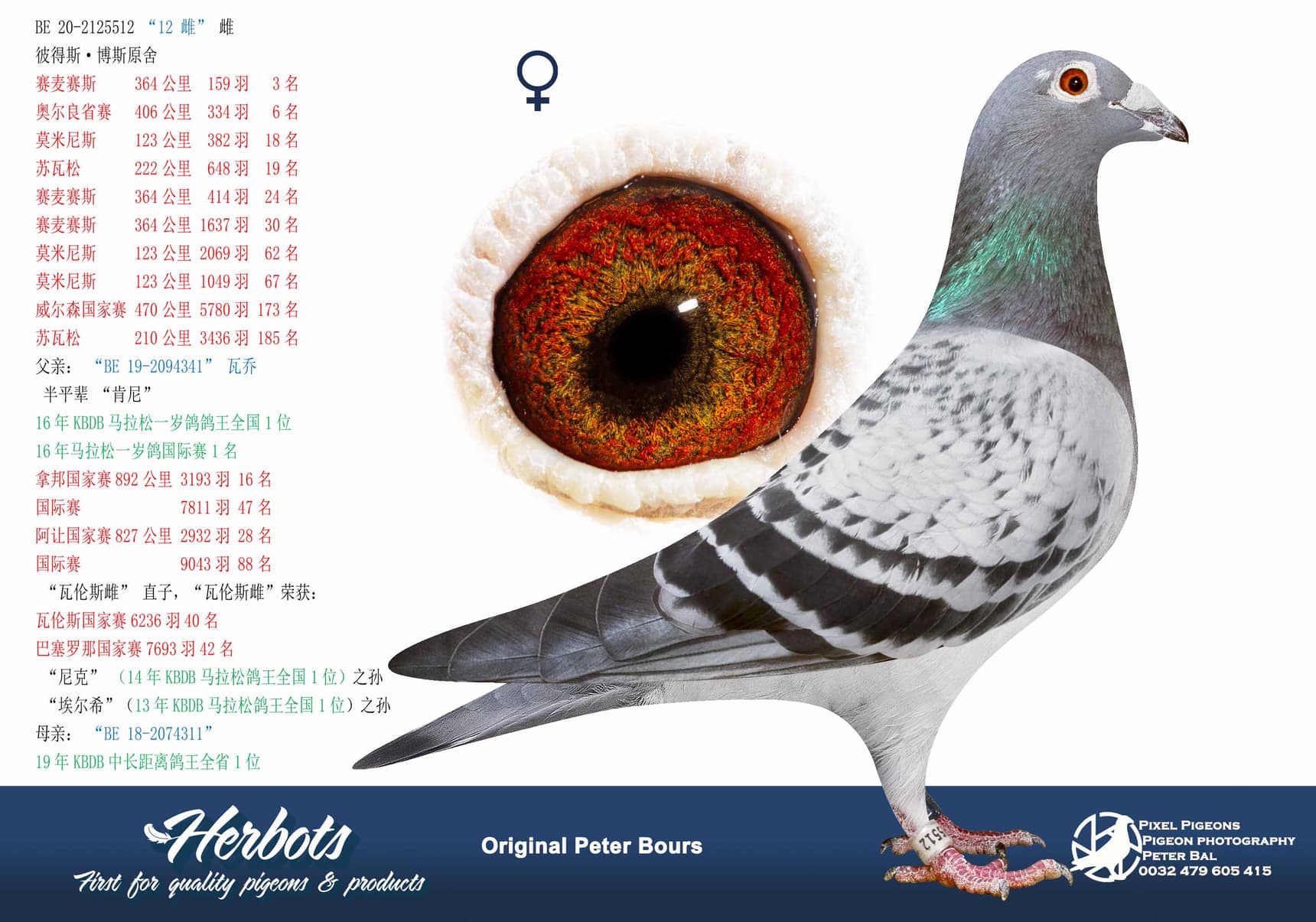 pigeon: undefined