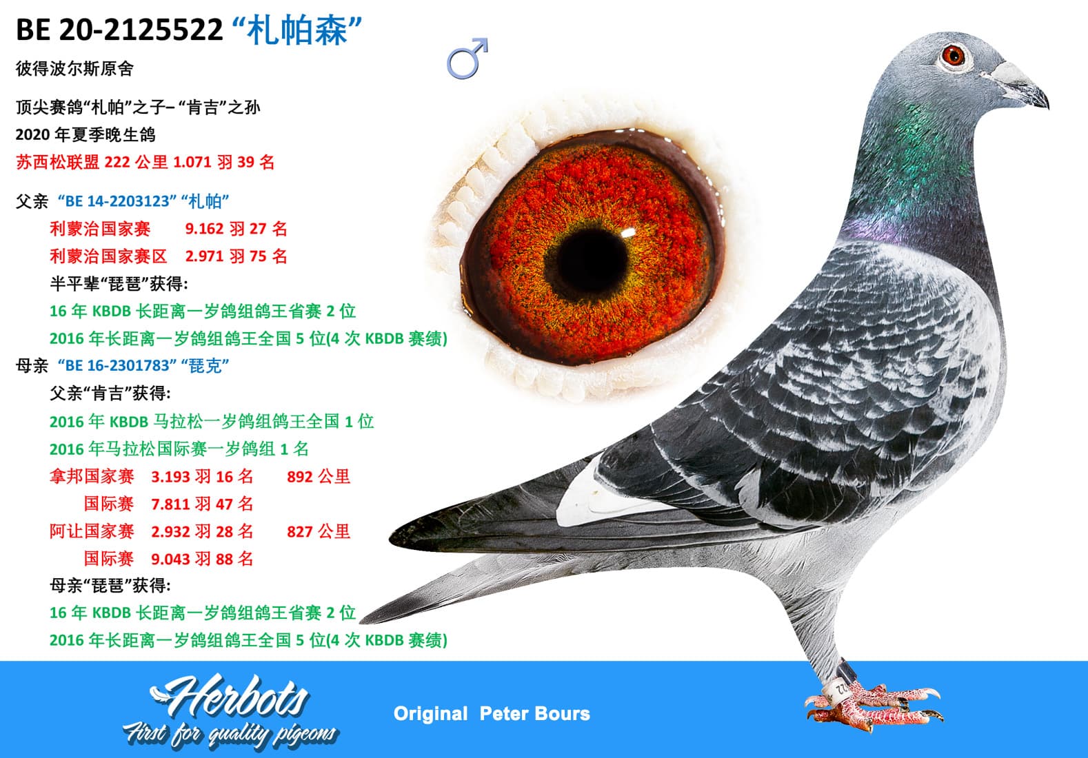 pigeon: undefined