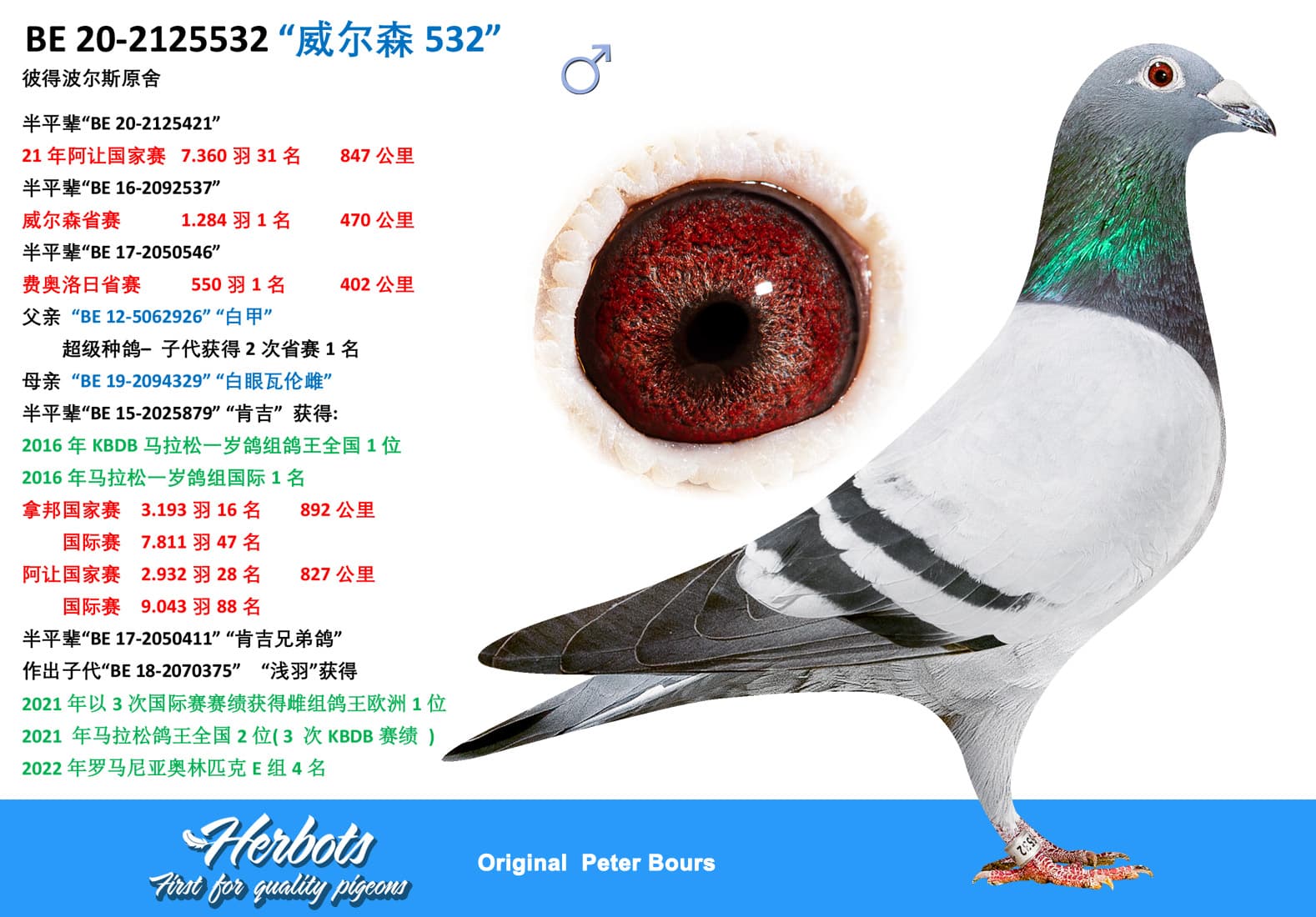 pigeon: undefined