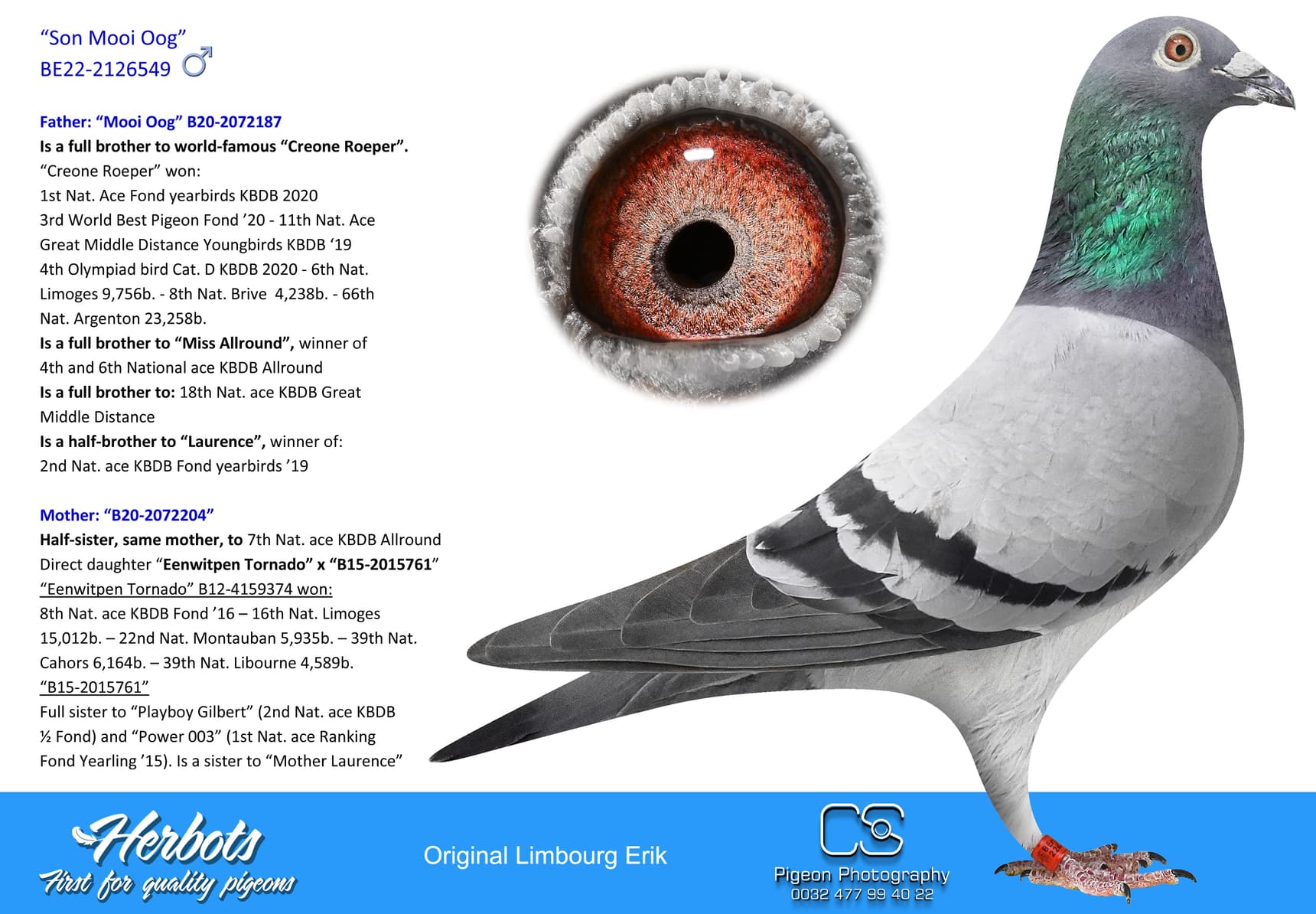 pigeon: undefined