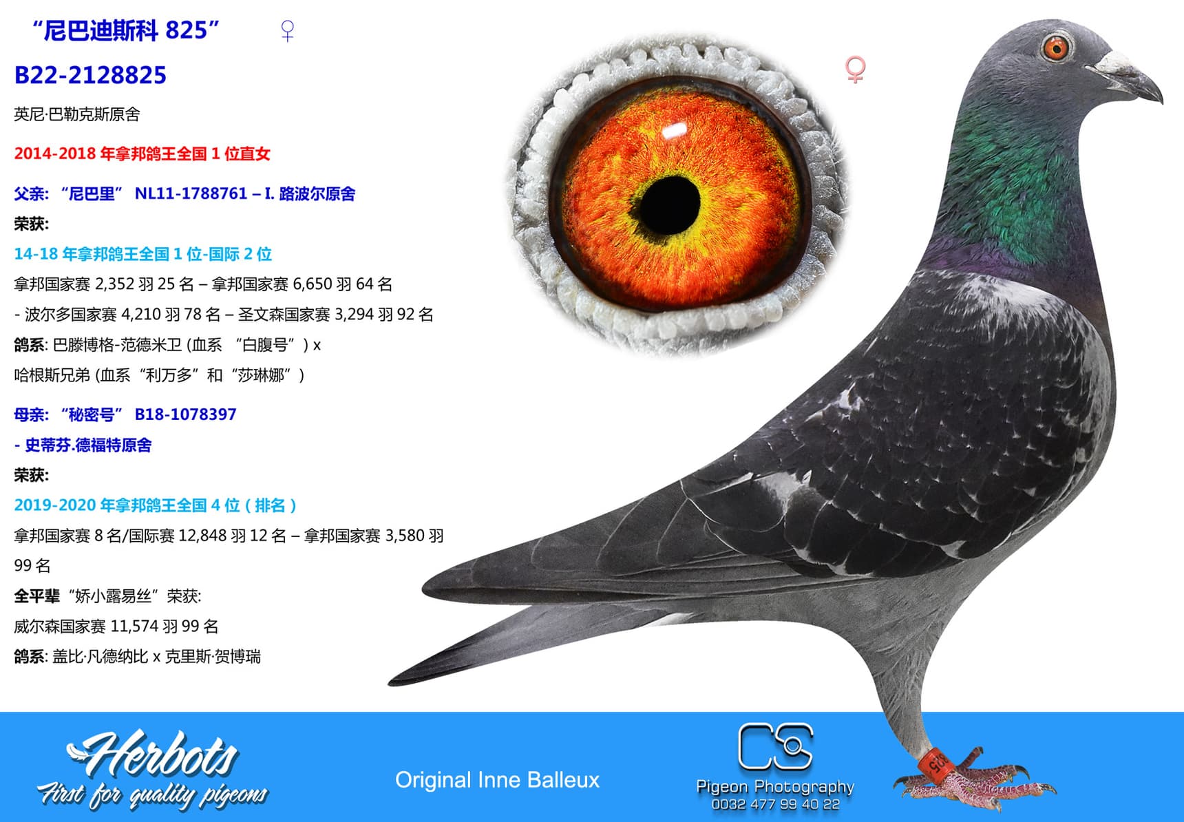 pigeon: undefined