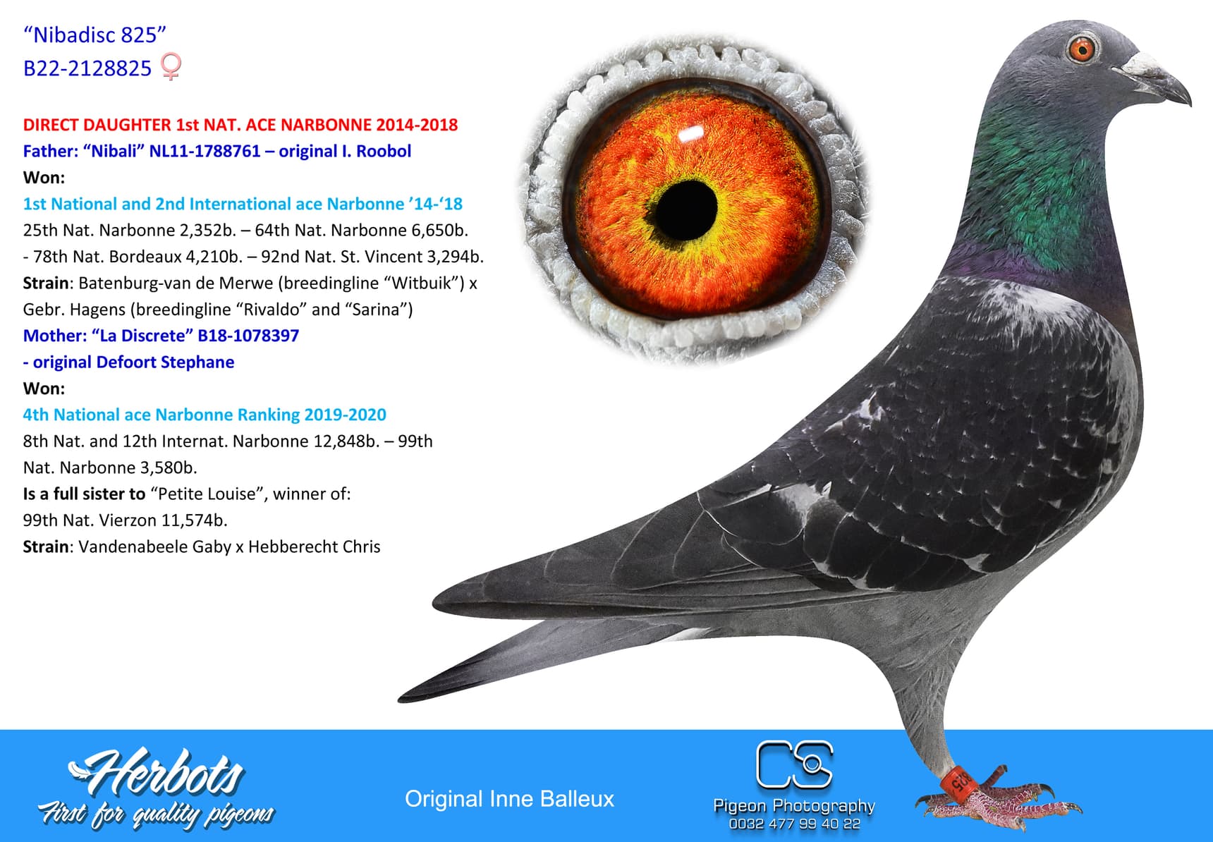 pigeon: undefined