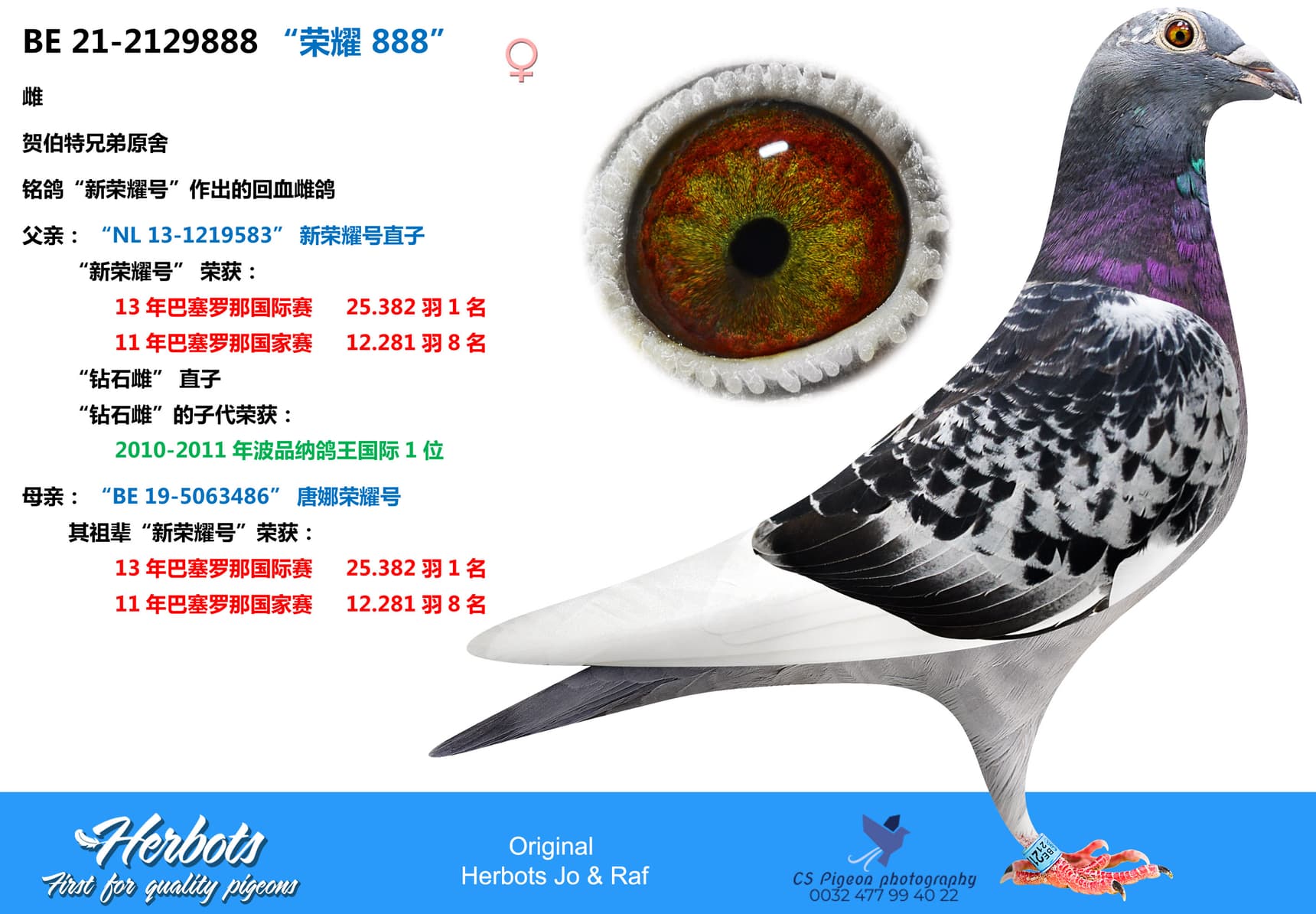 pigeon: undefined
