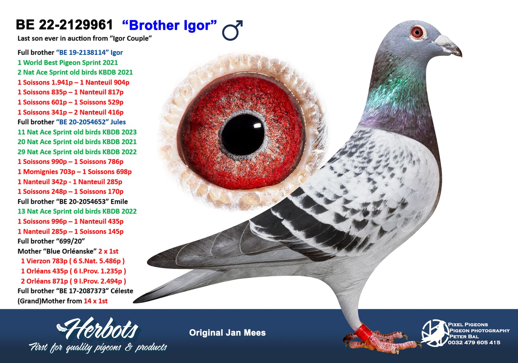 pigeon: undefined