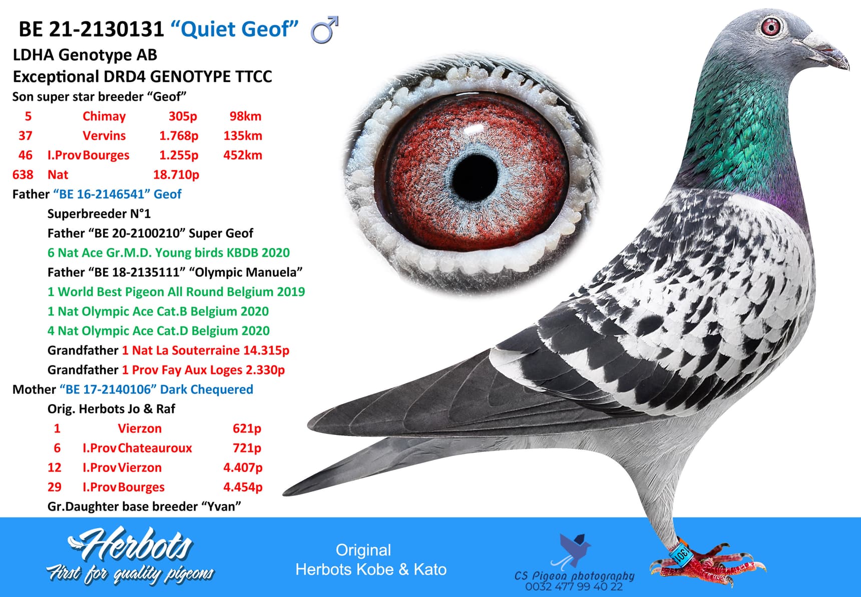 pigeon: undefined