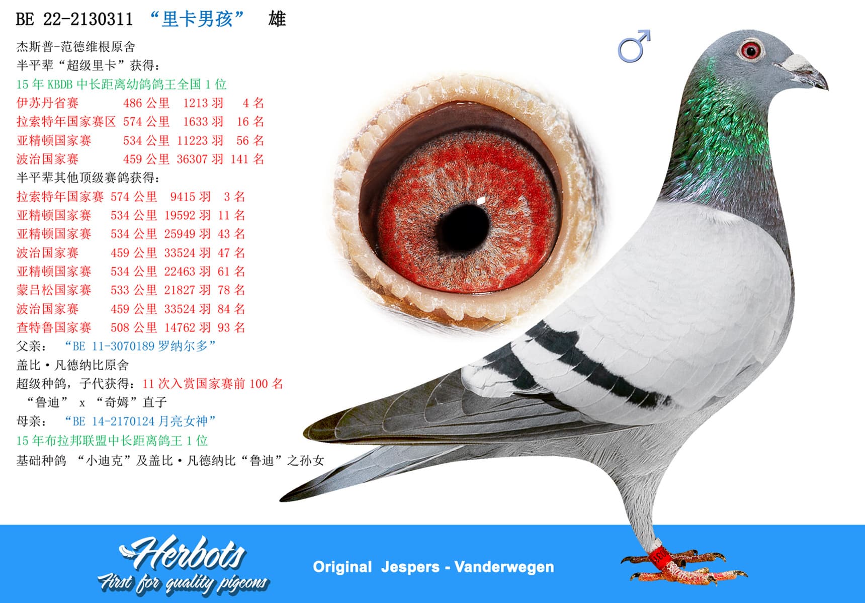 pigeon: undefined