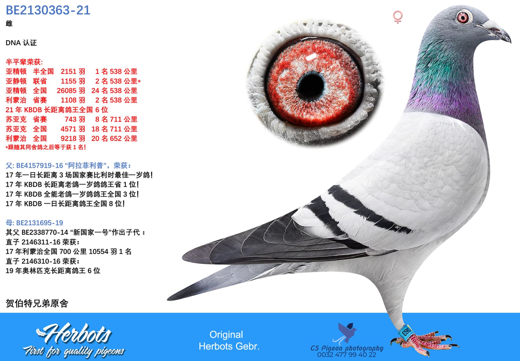 pigeon: undefined